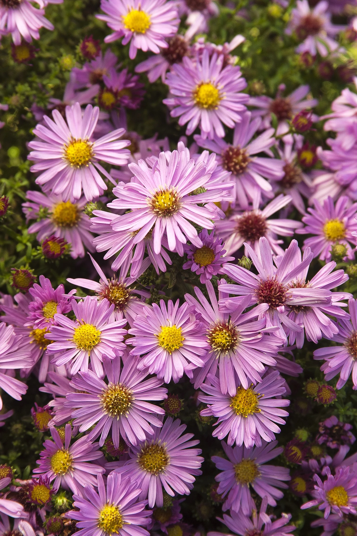 Wood's Pink New York Aster
