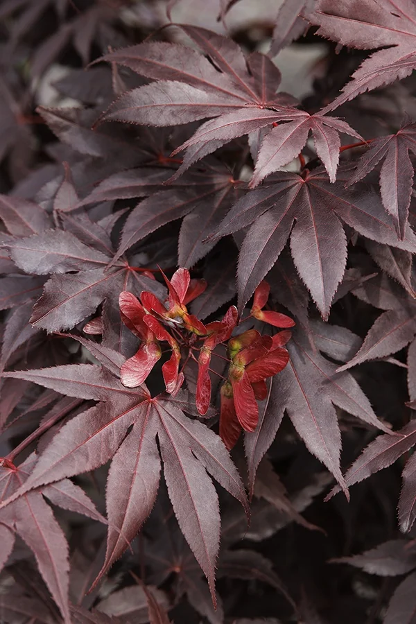 Bloodgood Japanese Maple 1 Bloodgood Japanese Maple