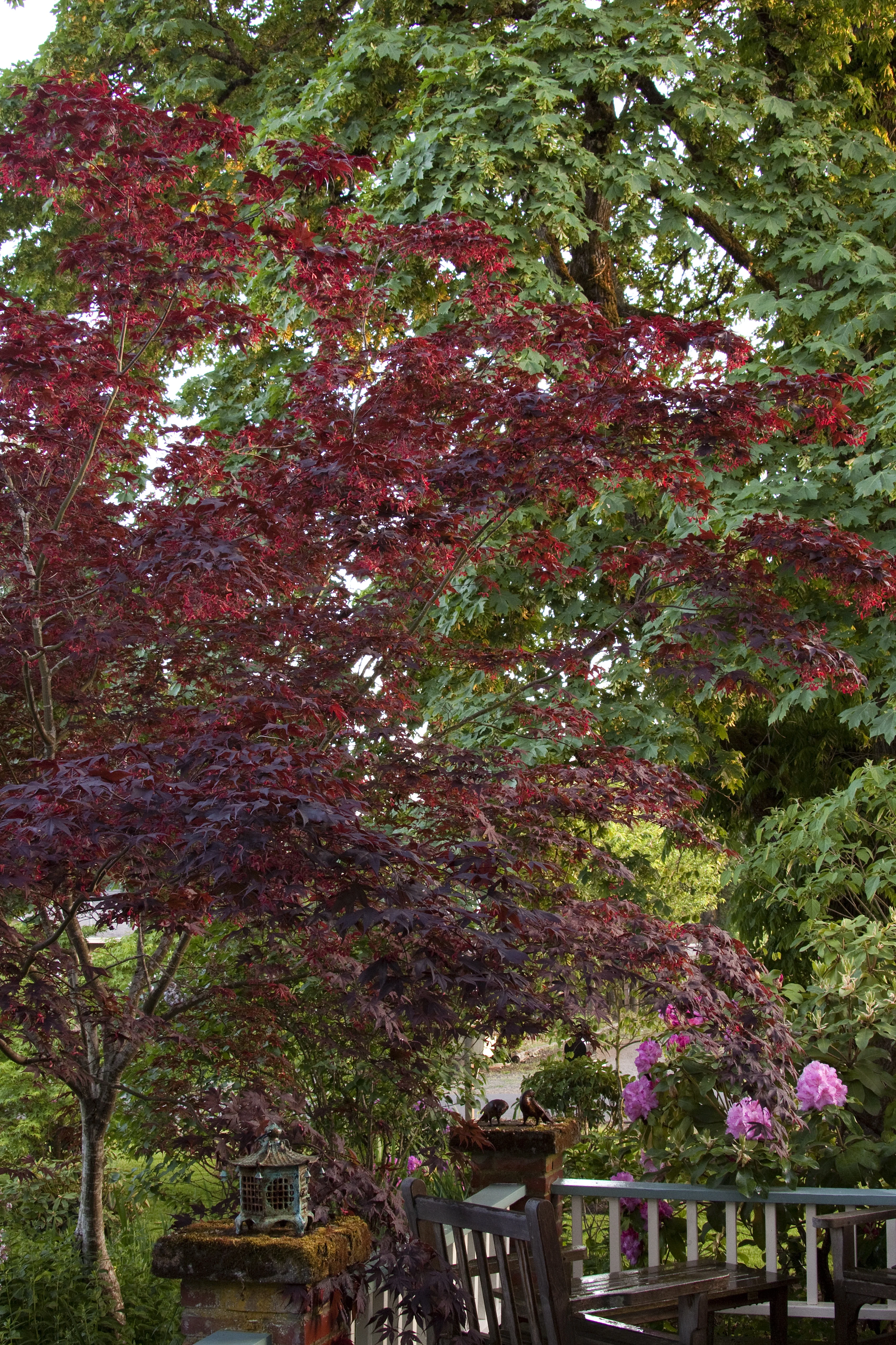 Bloodgood Japanese Maple 2 Bloodgood Japanese Maple