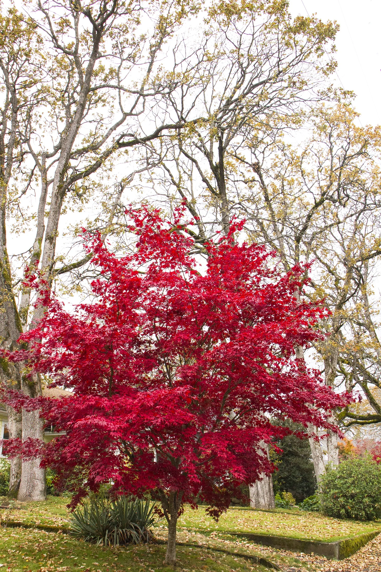 Bloodgood Japanese Maple 3 Bloodgood Japanese Maple
