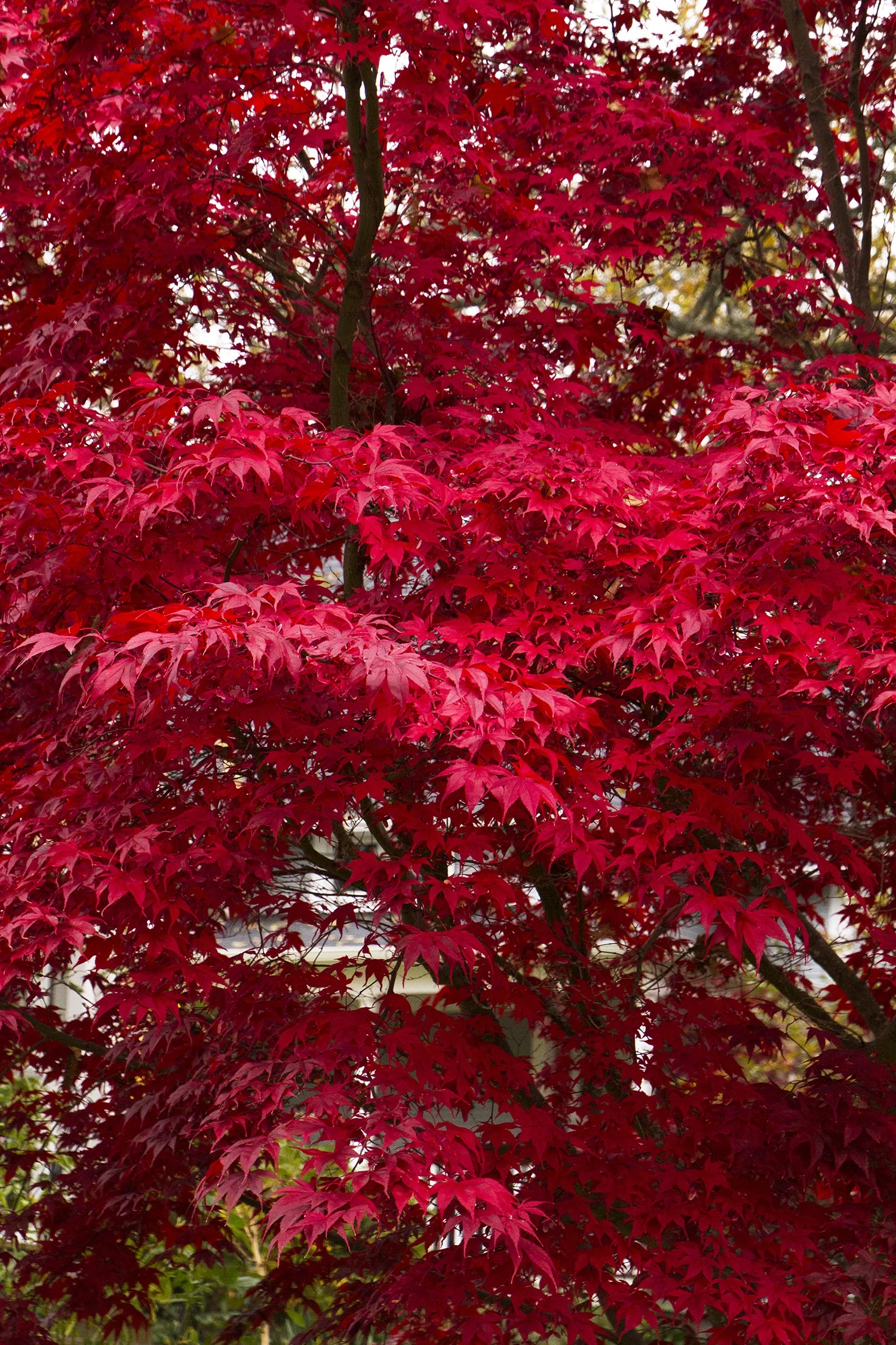 Bloodgood Japanese Maple 4 Bloodgood Japanese Maple