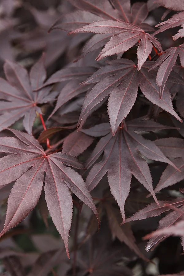 Bloodgood Japanese Maple 5 Bloodgood Japanese Maple
