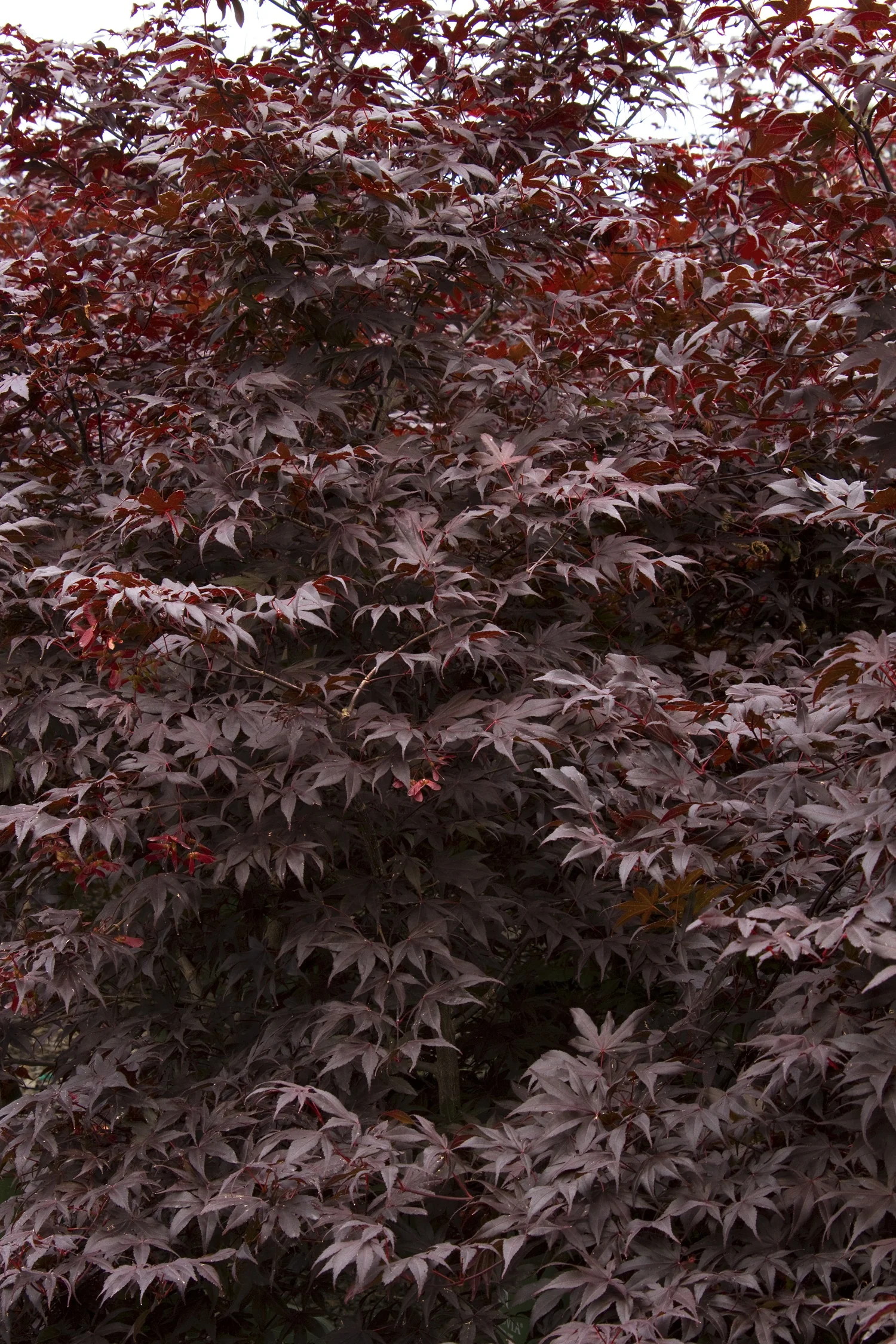 Bloodgood Japanese Maple 6 Bloodgood Japanese Maple