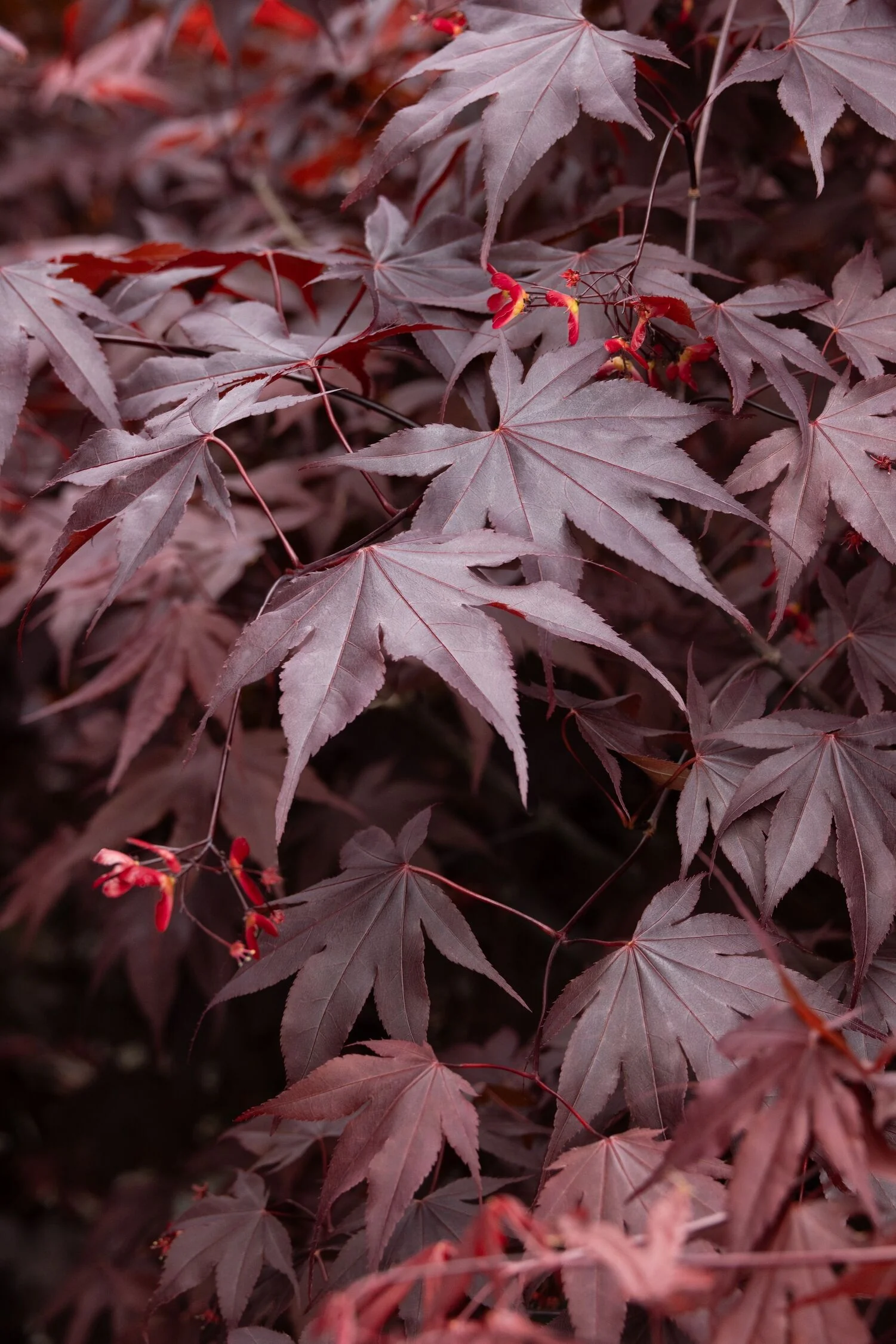 Bloodgood Japanese Maple 7 Bloodgood Japanese Maple