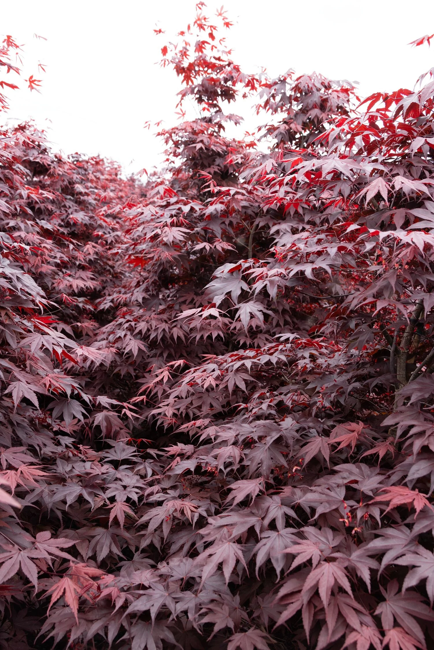 Bloodgood Japanese Maple 8 Bloodgood Japanese Maple