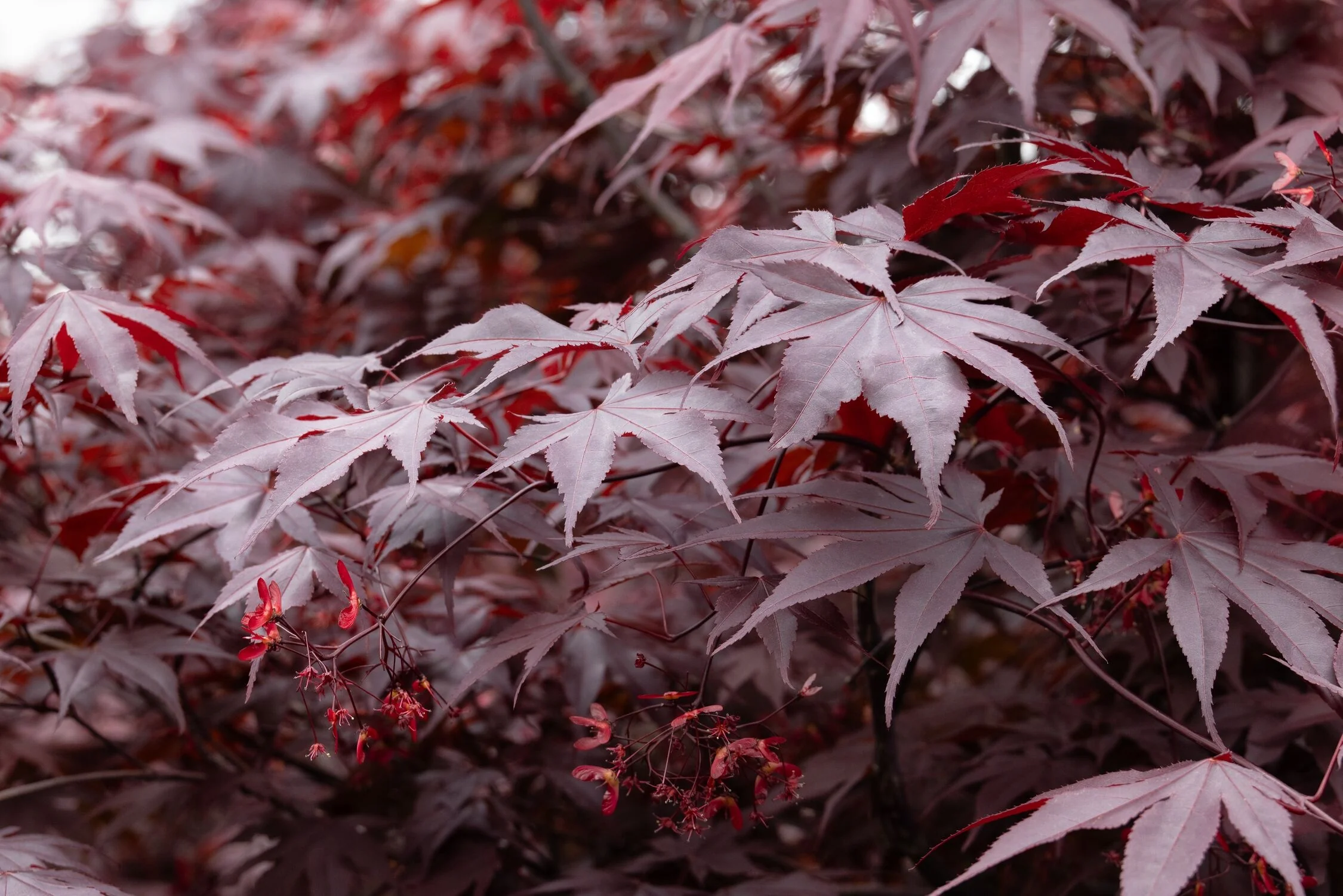 Bloodgood Japanese Maple 9 Bloodgood Japanese Maple