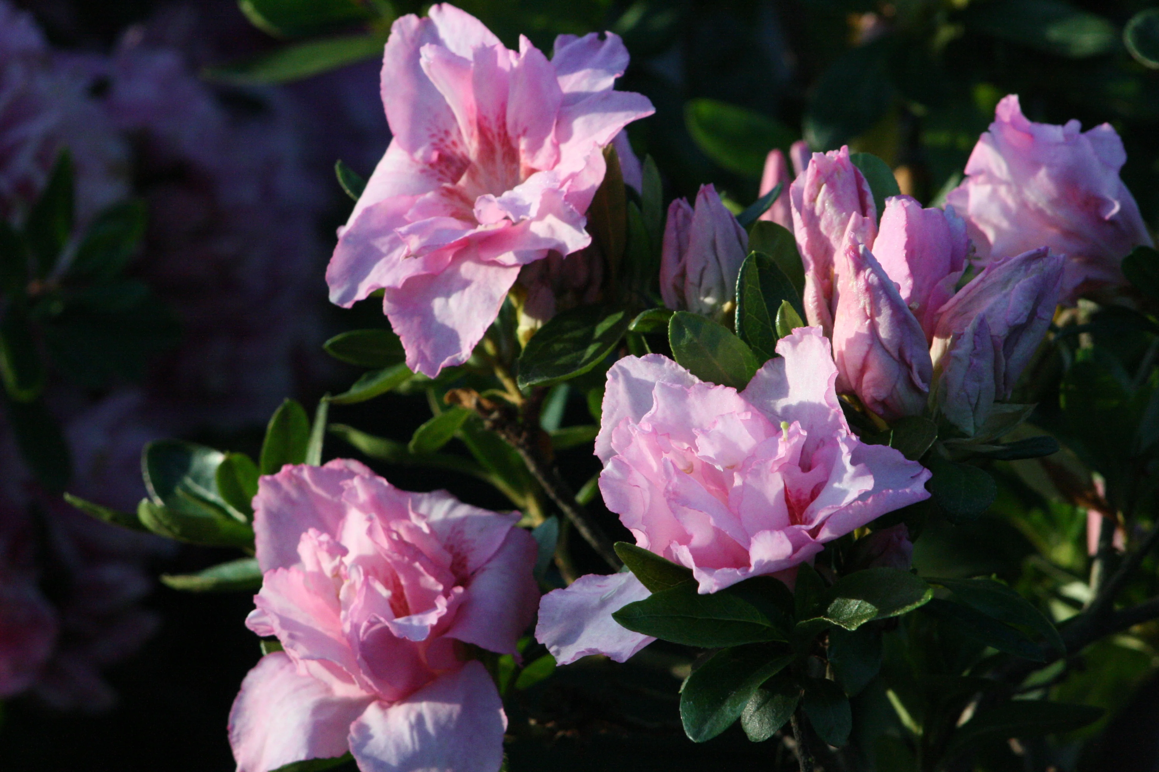 Imperial Queen Azalea 11 Imperial Queen Azalea