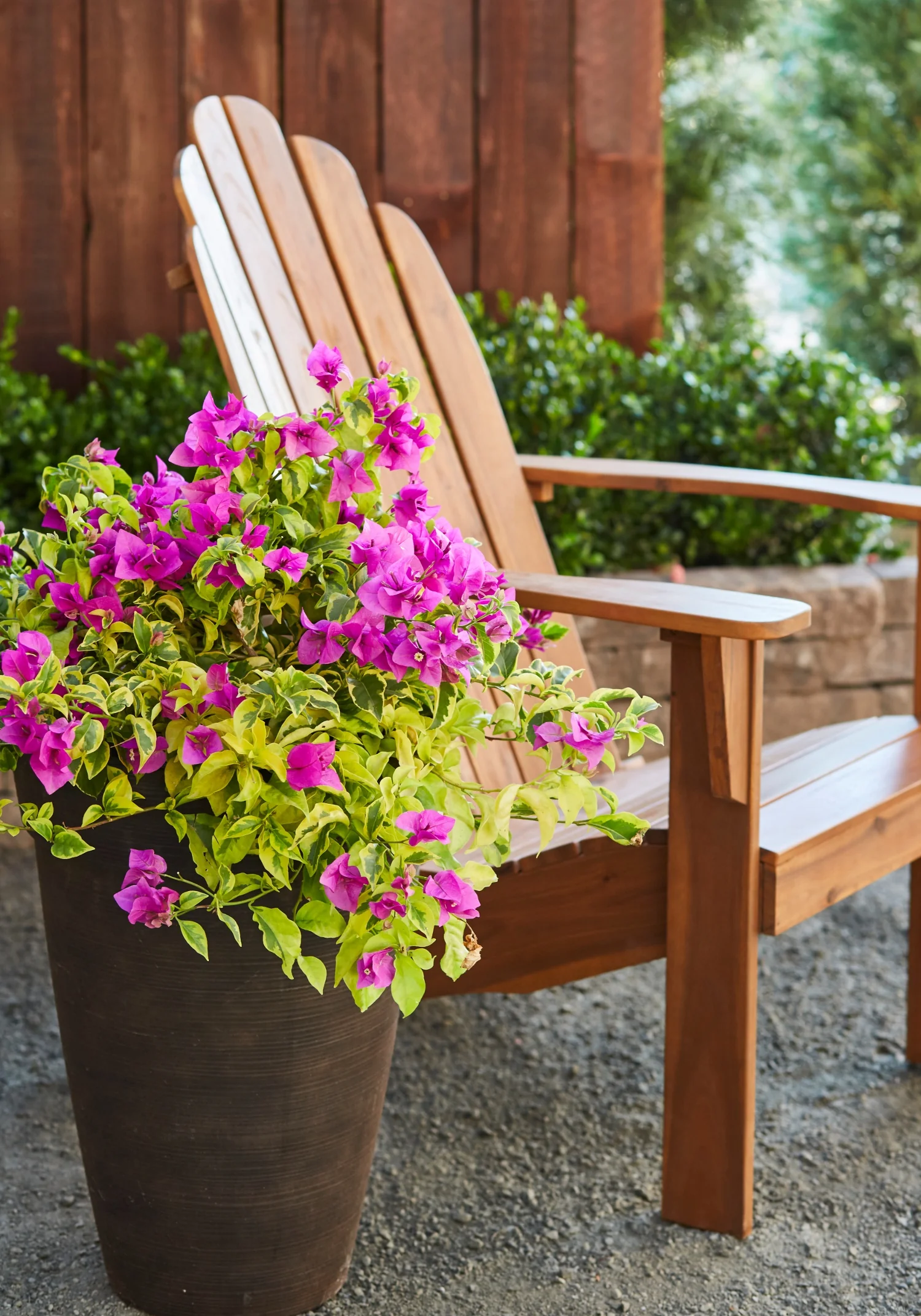 Golden Jackpot® Bougainvillea 1 Golden Jackpot® Bougainvillea