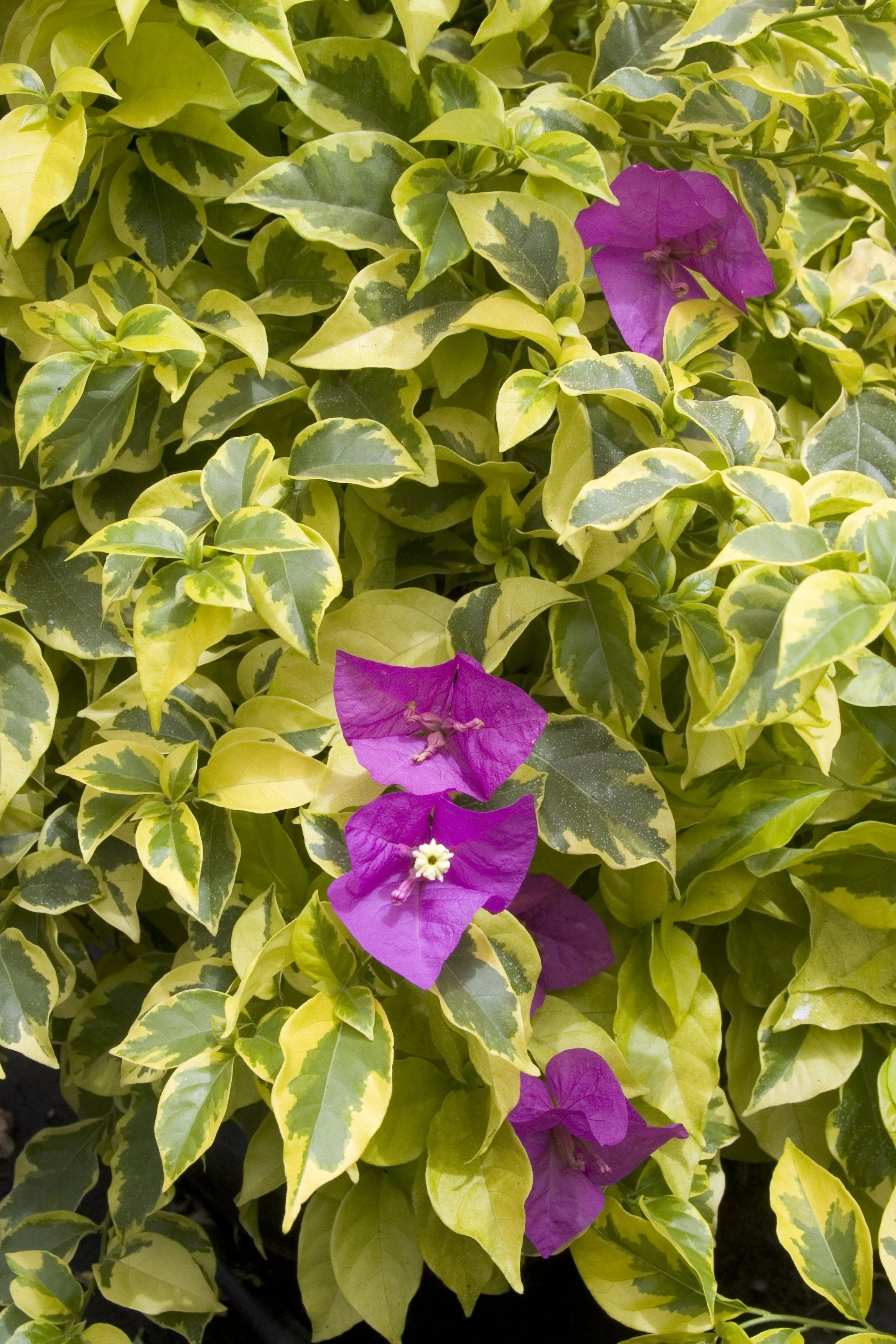 Golden Jackpot® Bougainvillea 2 Golden Jackpot® Bougainvillea