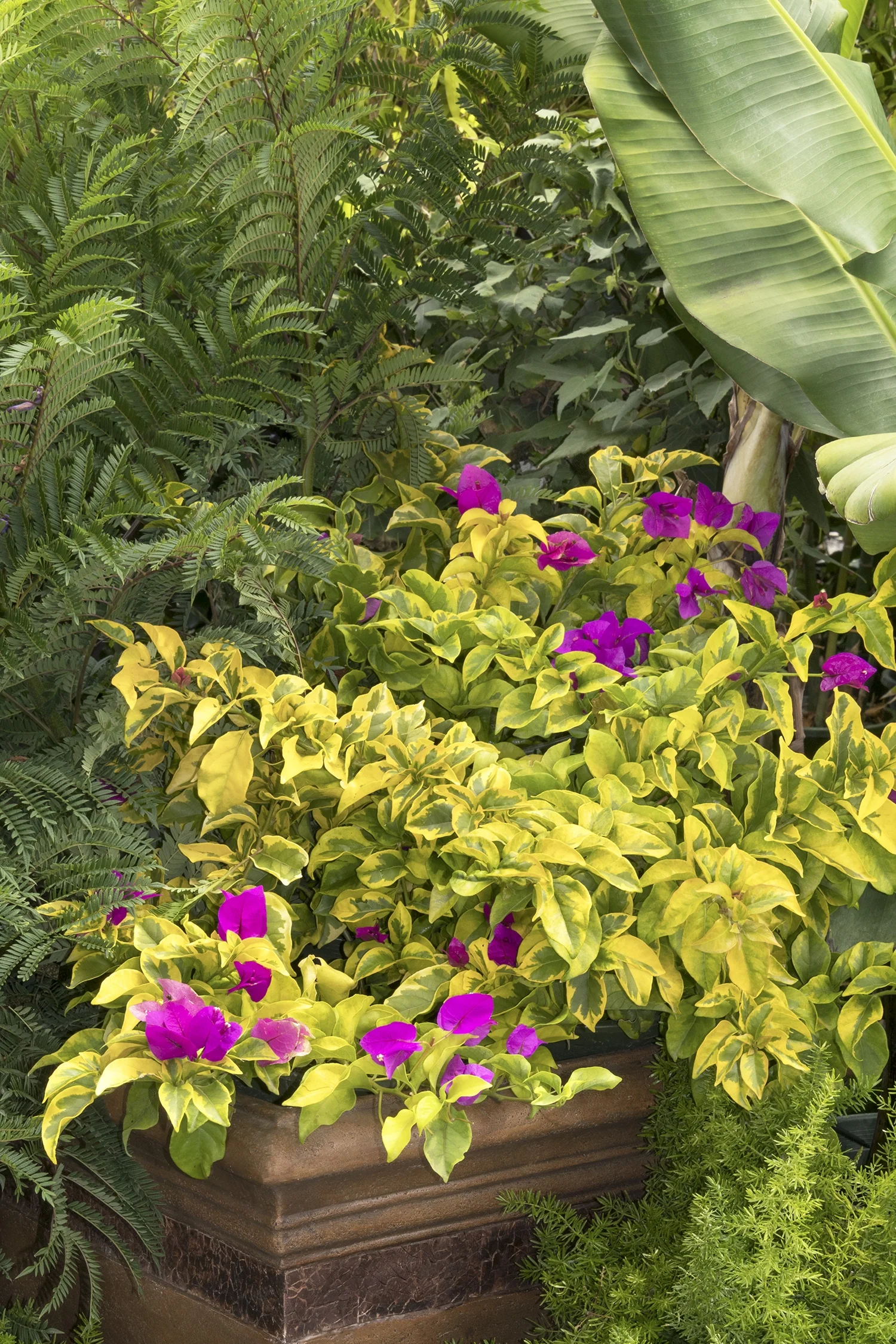 Golden Jackpot® Bougainvillea 3 Golden Jackpot® Bougainvillea