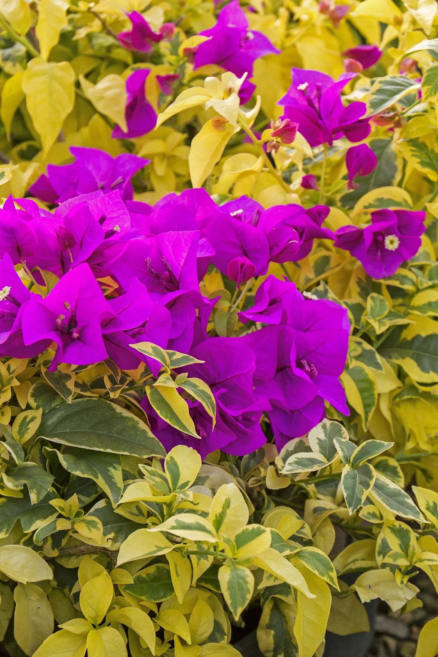 Golden Jackpot® Bougainvillea 4 Golden Jackpot® Bougainvillea