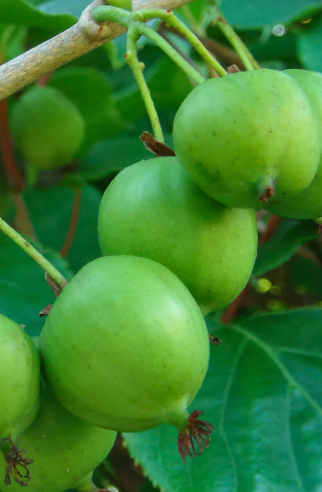 Meader Hardy Kiwi 10 Meader Hardy Kiwi