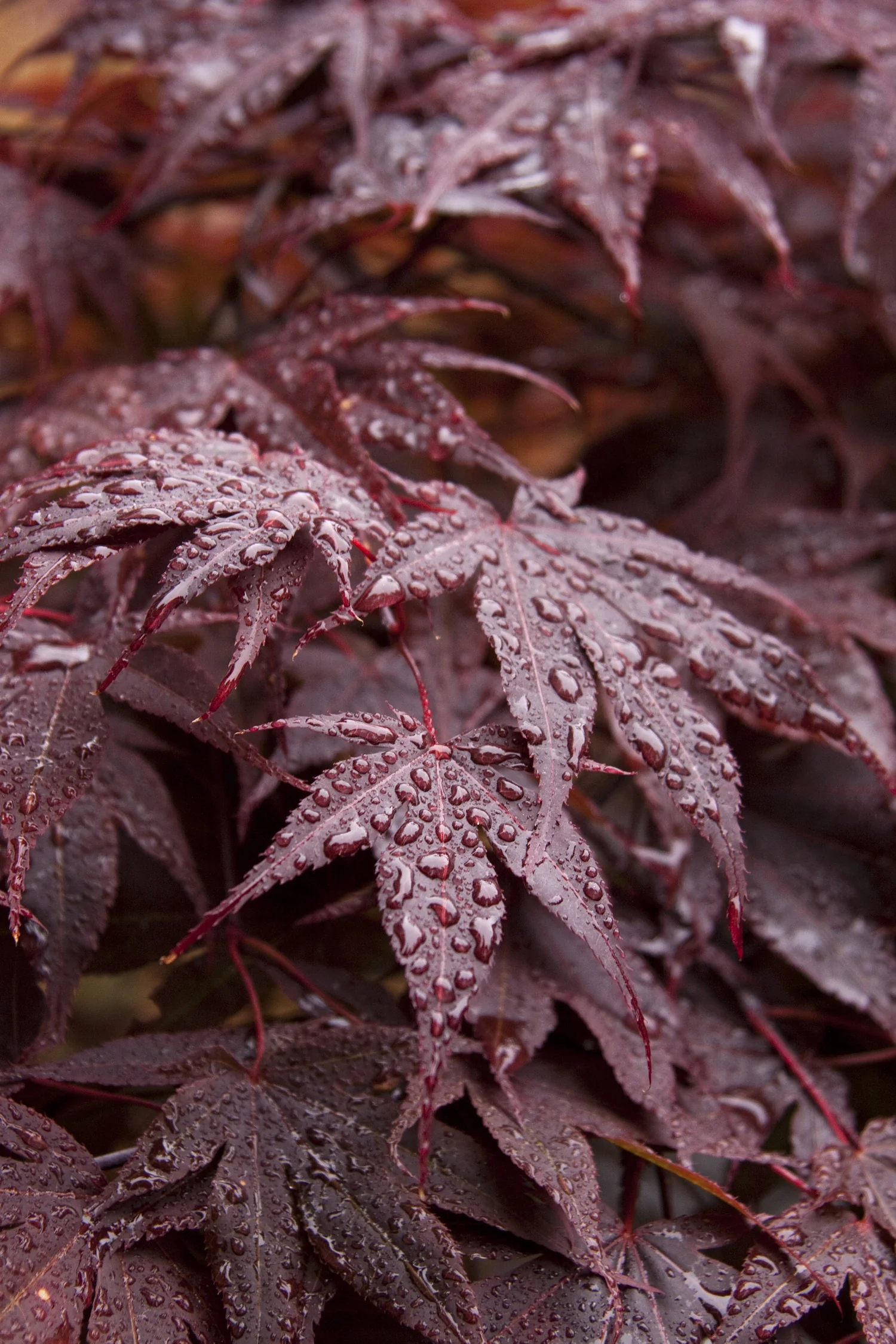 Red-Leaf Japanese Maple 2 Red-Leaf Japanese Maple