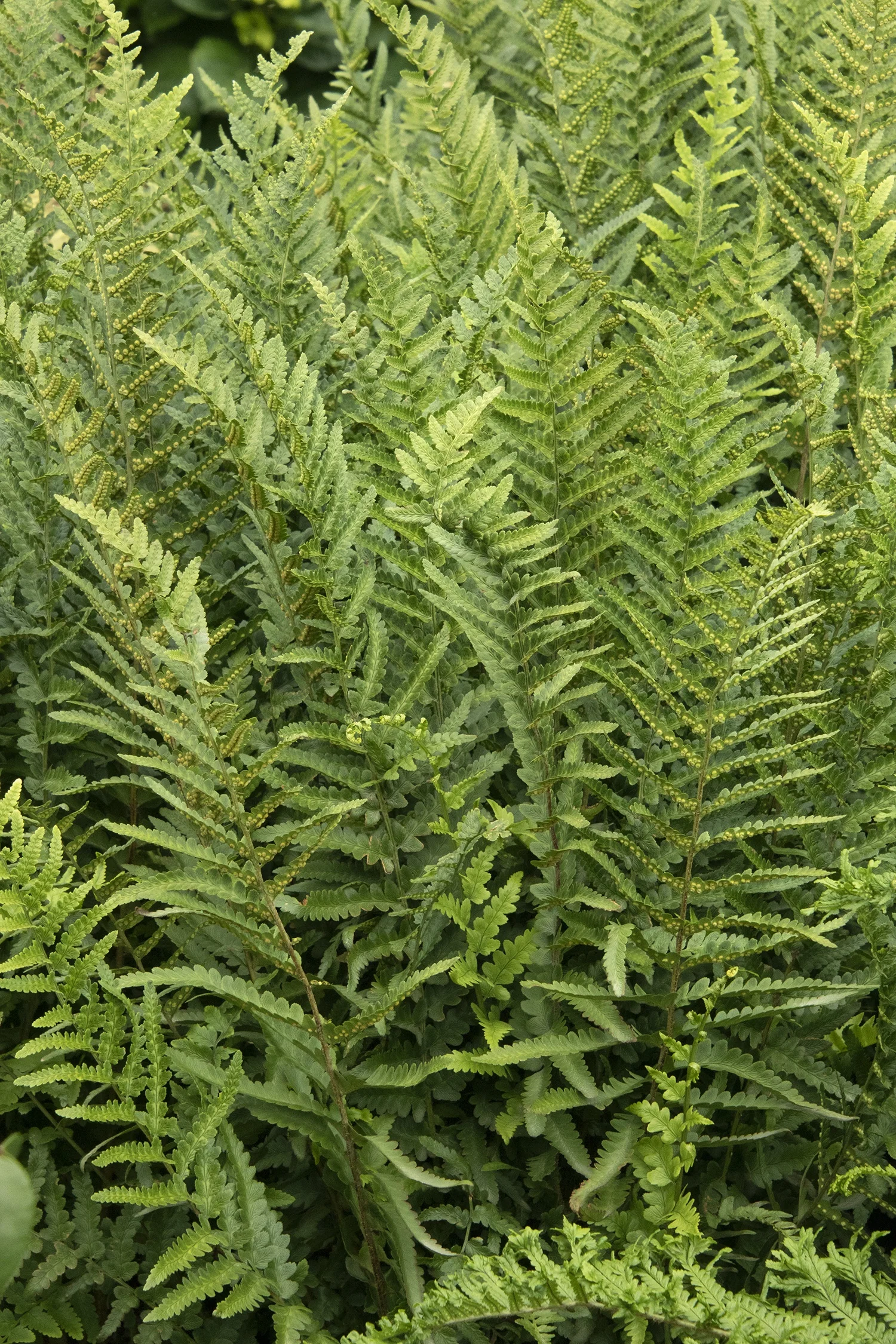 Jurassic™ T-Rex Wood Fern 7 Jurassic™ T-Rex Wood Fern
