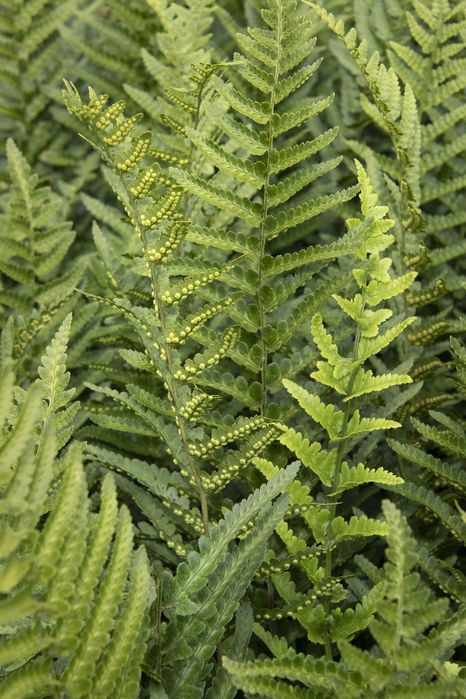 Jurassic™ T-Rex Wood Fern 2 Jurassic™ T-Rex Wood Fern