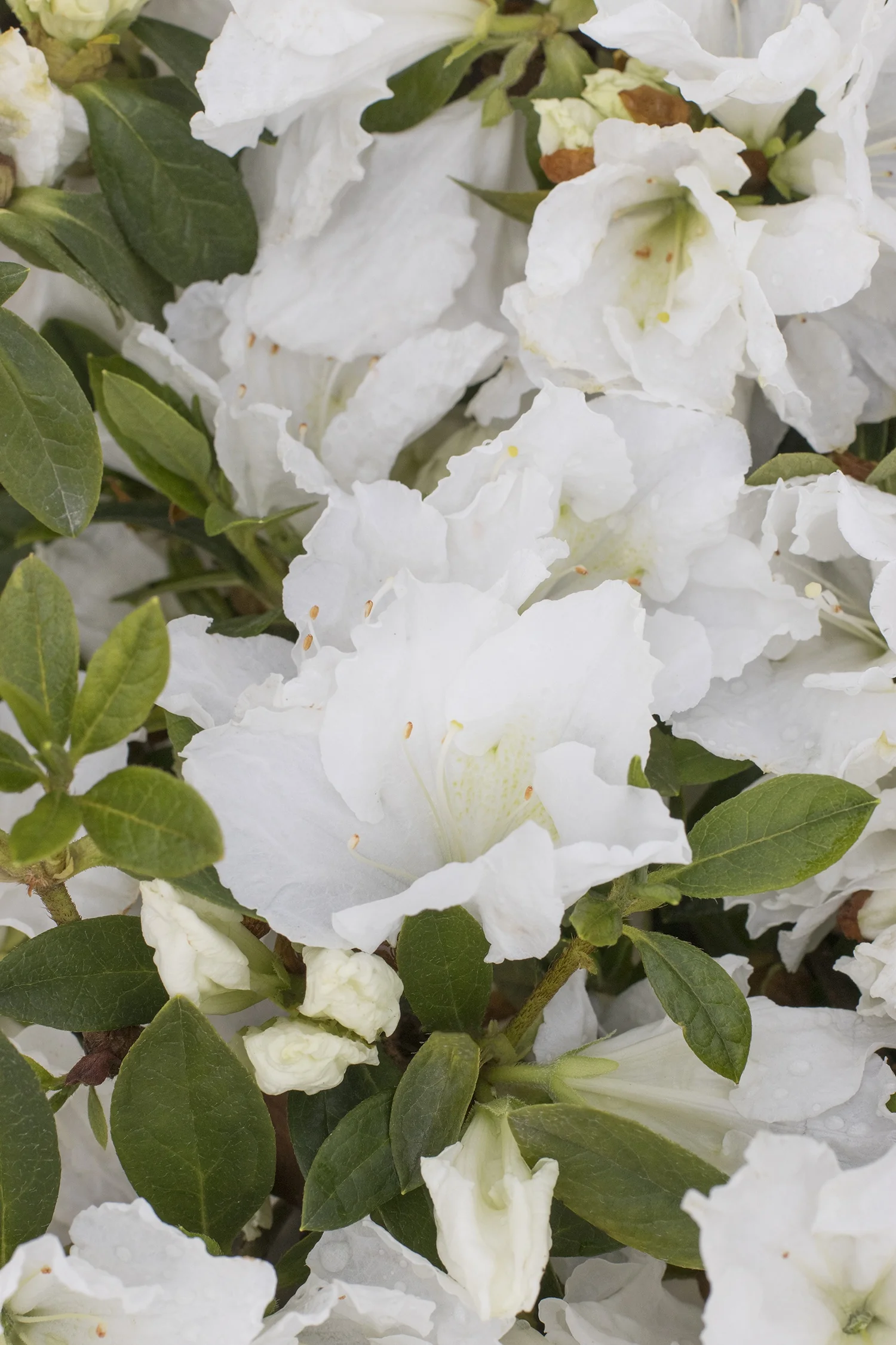 Alaska Azalea 1 Alaska Azalea