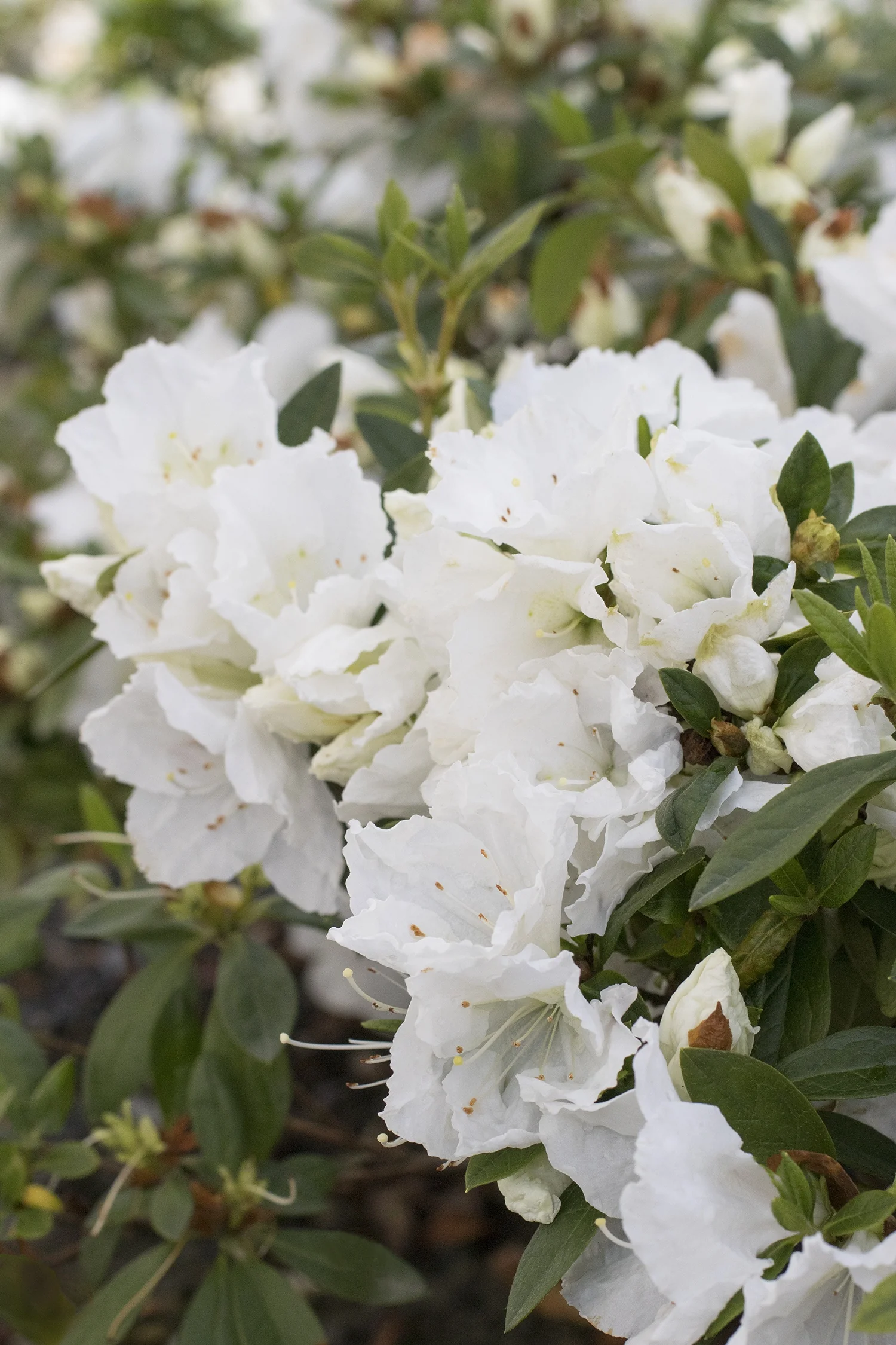 Alaska Azalea 2 Alaska Azalea