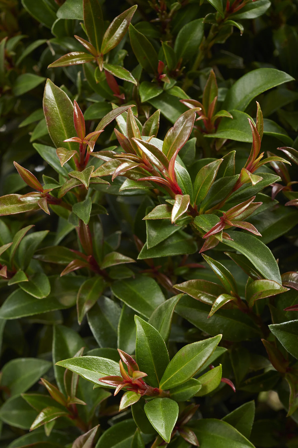 Dwarf Brush Cherry 7 Dwarf Brush Cherry