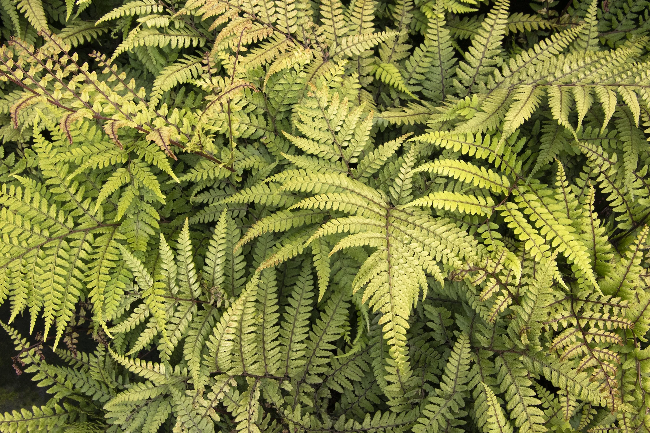 Jurassic™ Pterodactyl Eared Lady Fern 1 Jurassic™ Pterodactyl Eared Lady Fern
