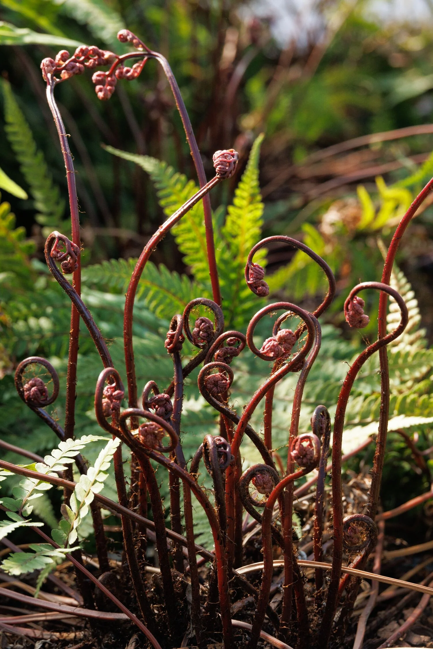Jurassic™ Pterodactyl Eared Lady Fern 2 Jurassic™ Pterodactyl Eared Lady Fern