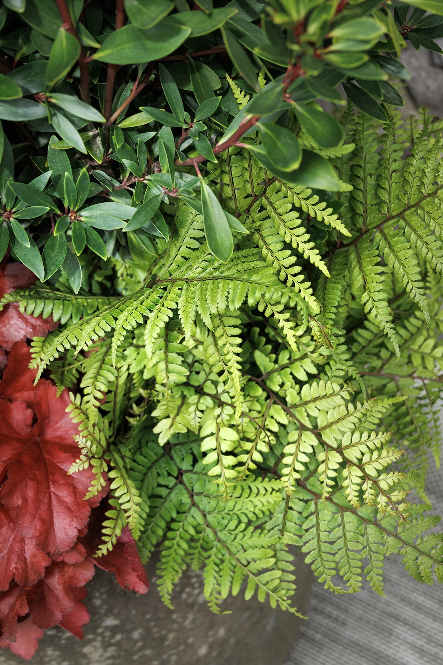 Jurassic™ Pterodactyl Eared Lady Fern 3 Jurassic™ Pterodactyl Eared Lady Fern