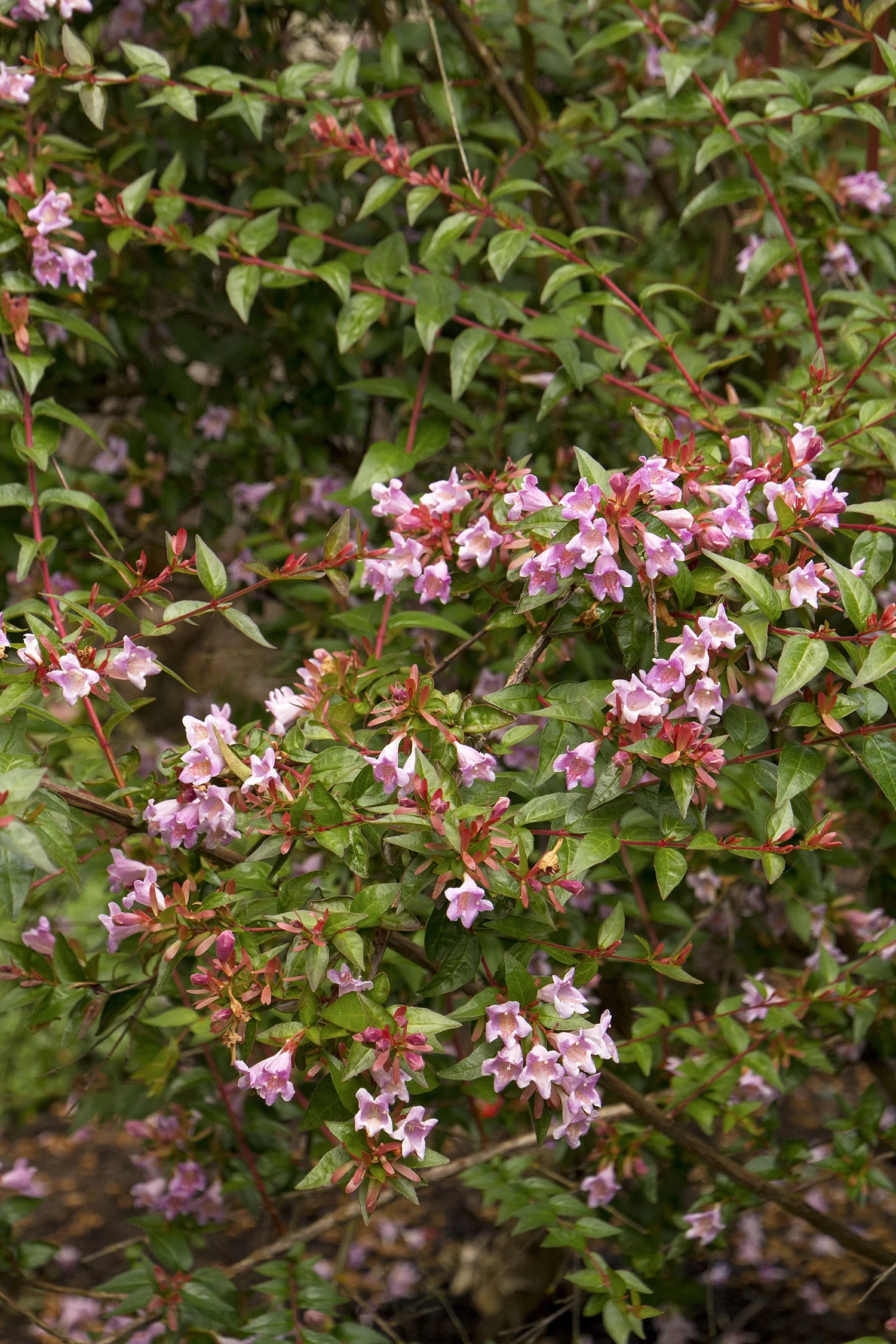 Pink Abelia