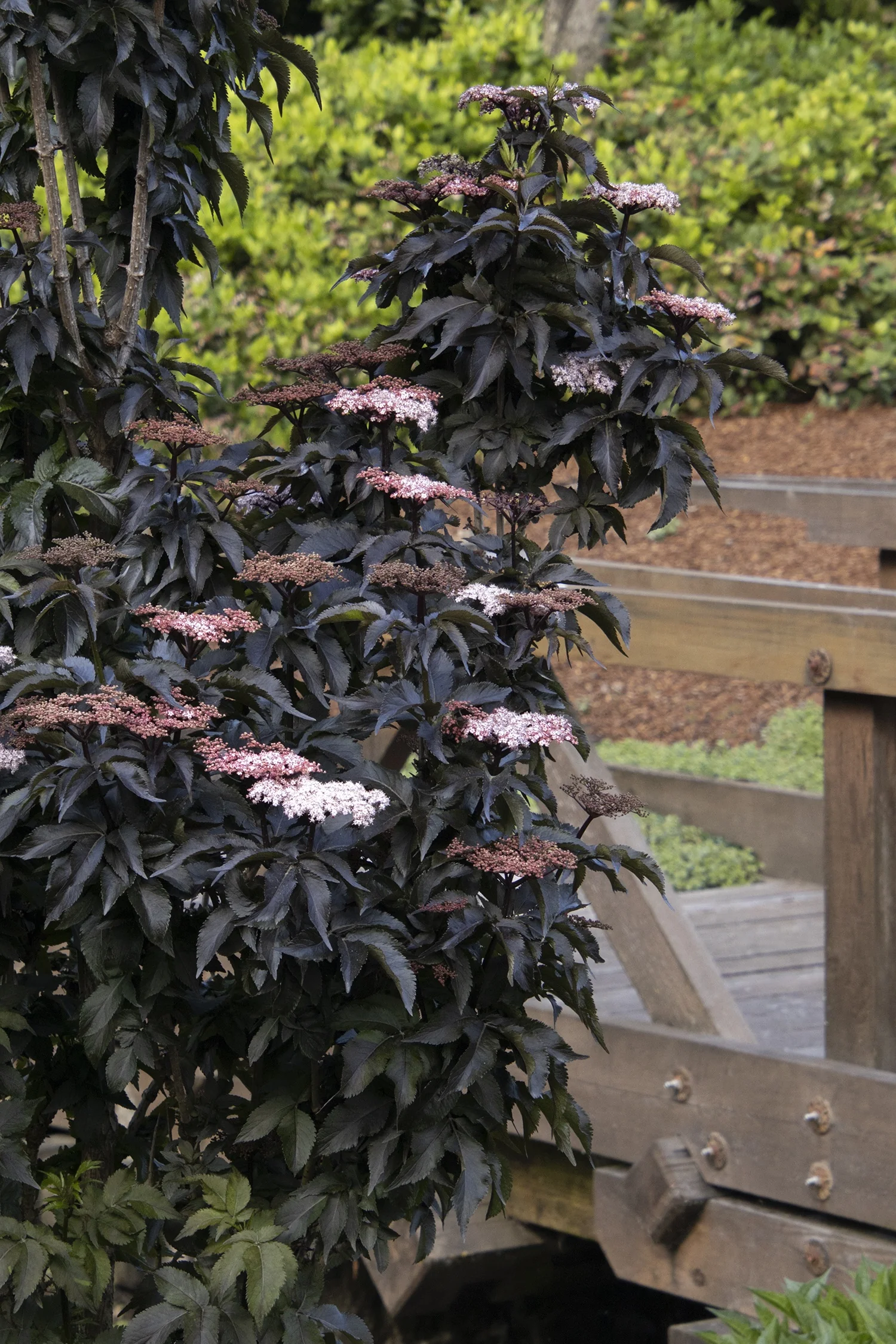 Black Tower Elderberry 14 Black Tower Elderberry