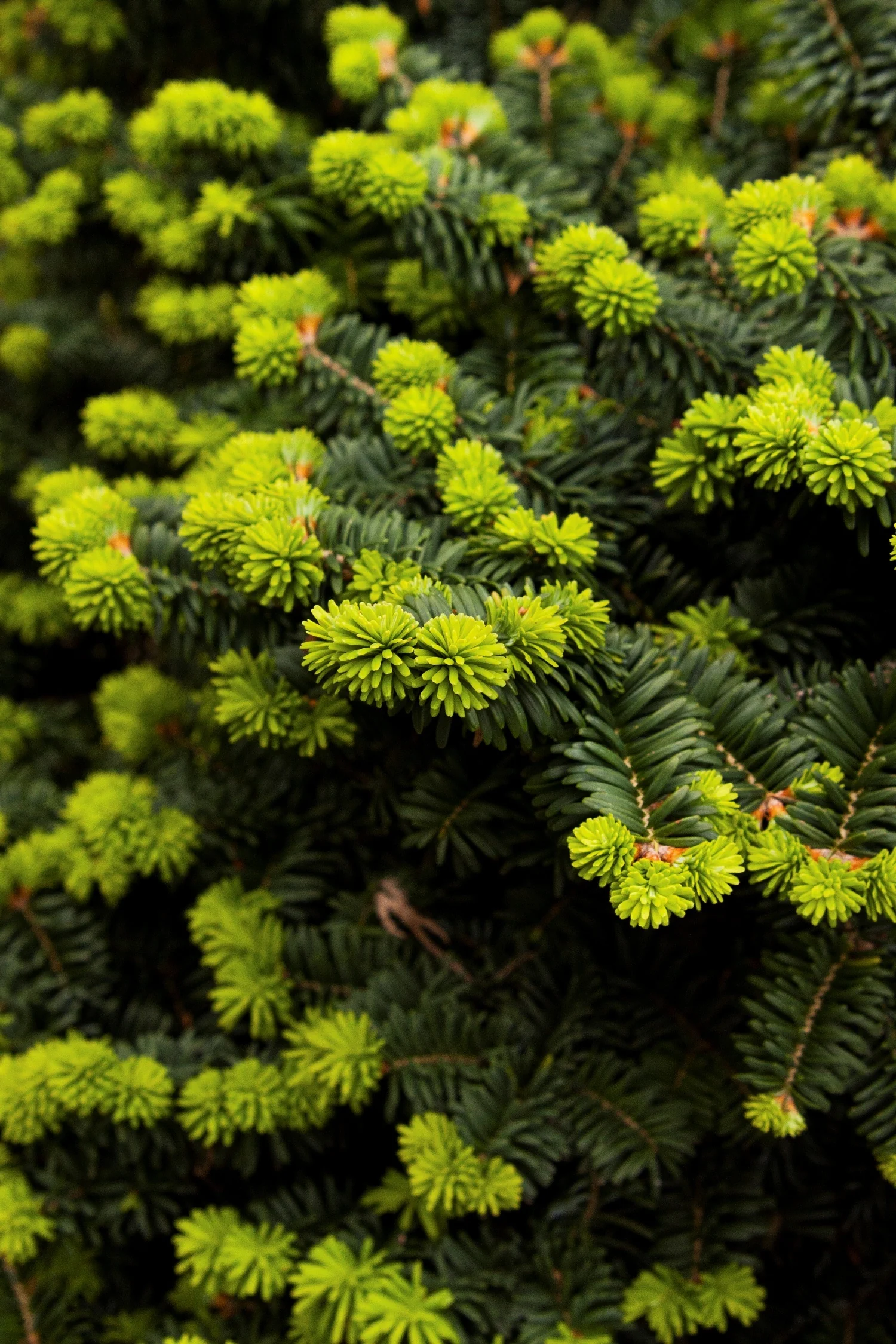 Dwarf Balsam Fir