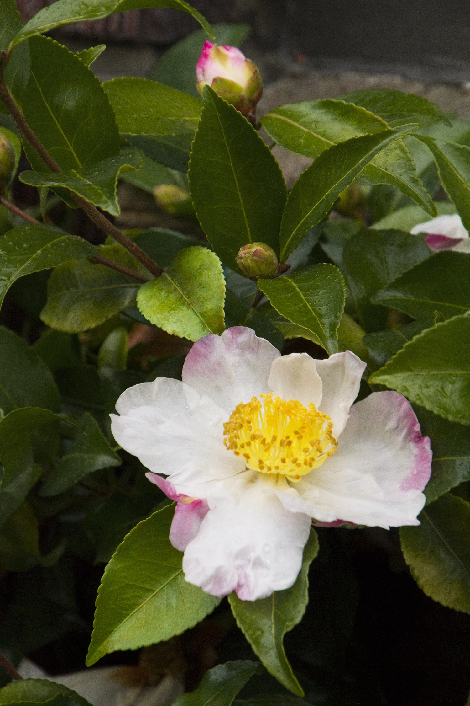 Northern Lights Camellia 1 Northern Lights Camellia