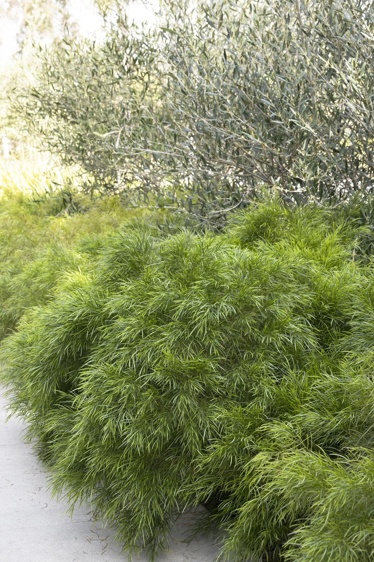 Cousin Itt Acacia 1 Cousin Itt Acacia
