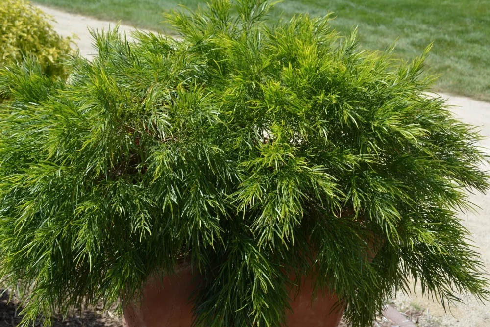 Cousin Itt Acacia 2 Cousin Itt Acacia
