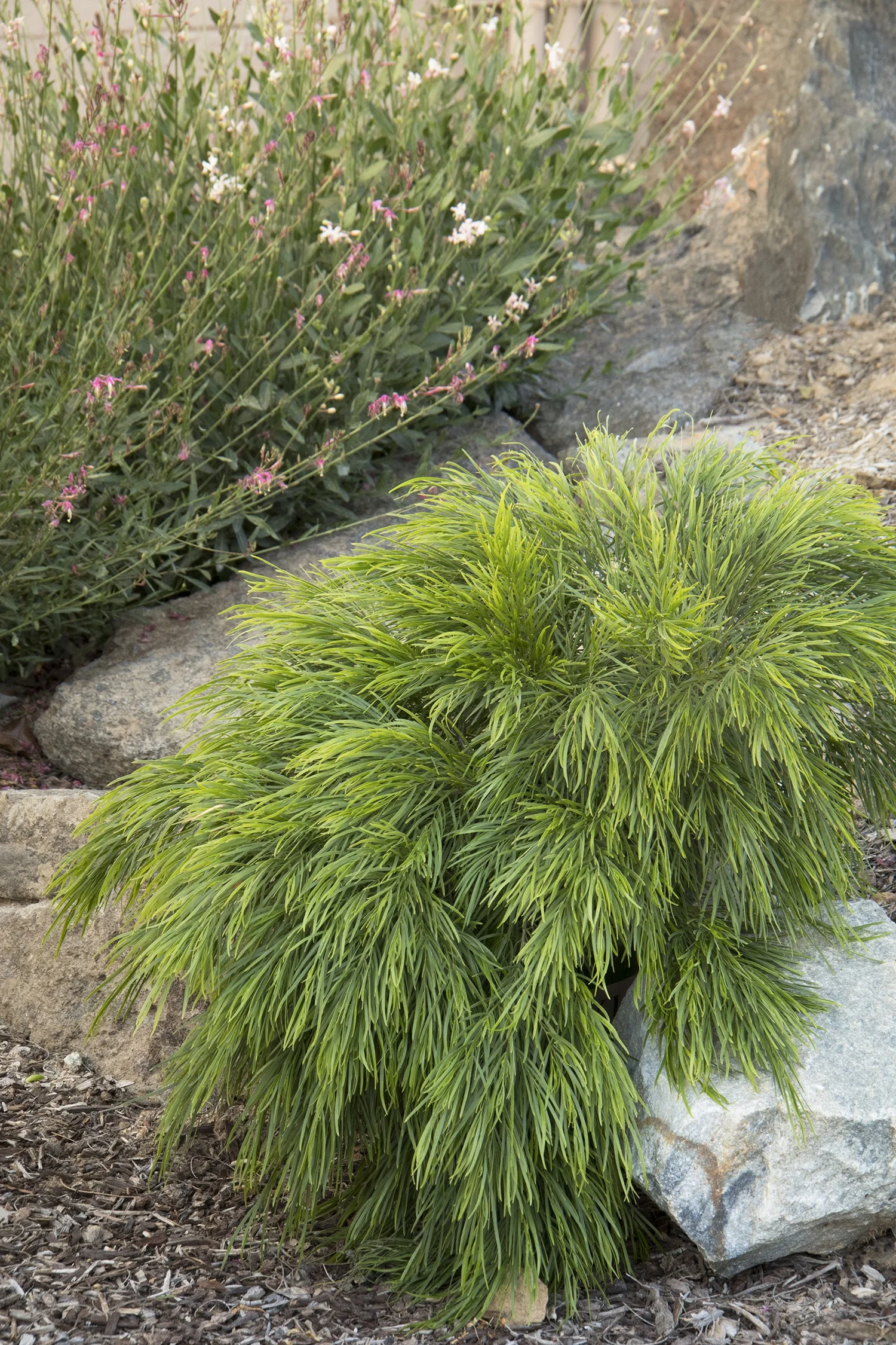 Cousin Itt Acacia 3 Cousin Itt Acacia