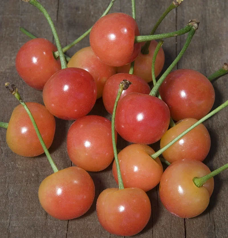 Montmorency Tart Cherry 5 Montmorency Tart Cherry