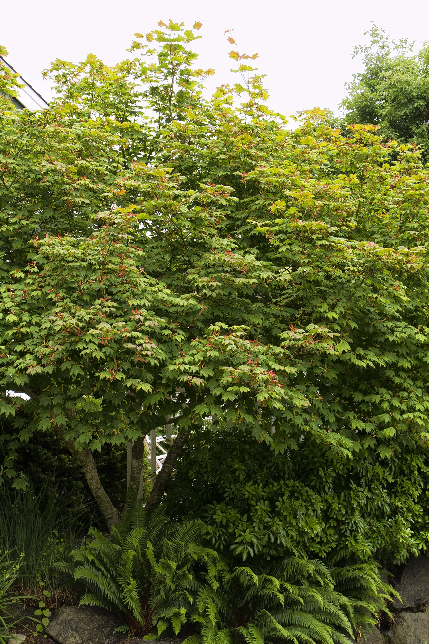 Vine Maple 1 Vine Maple