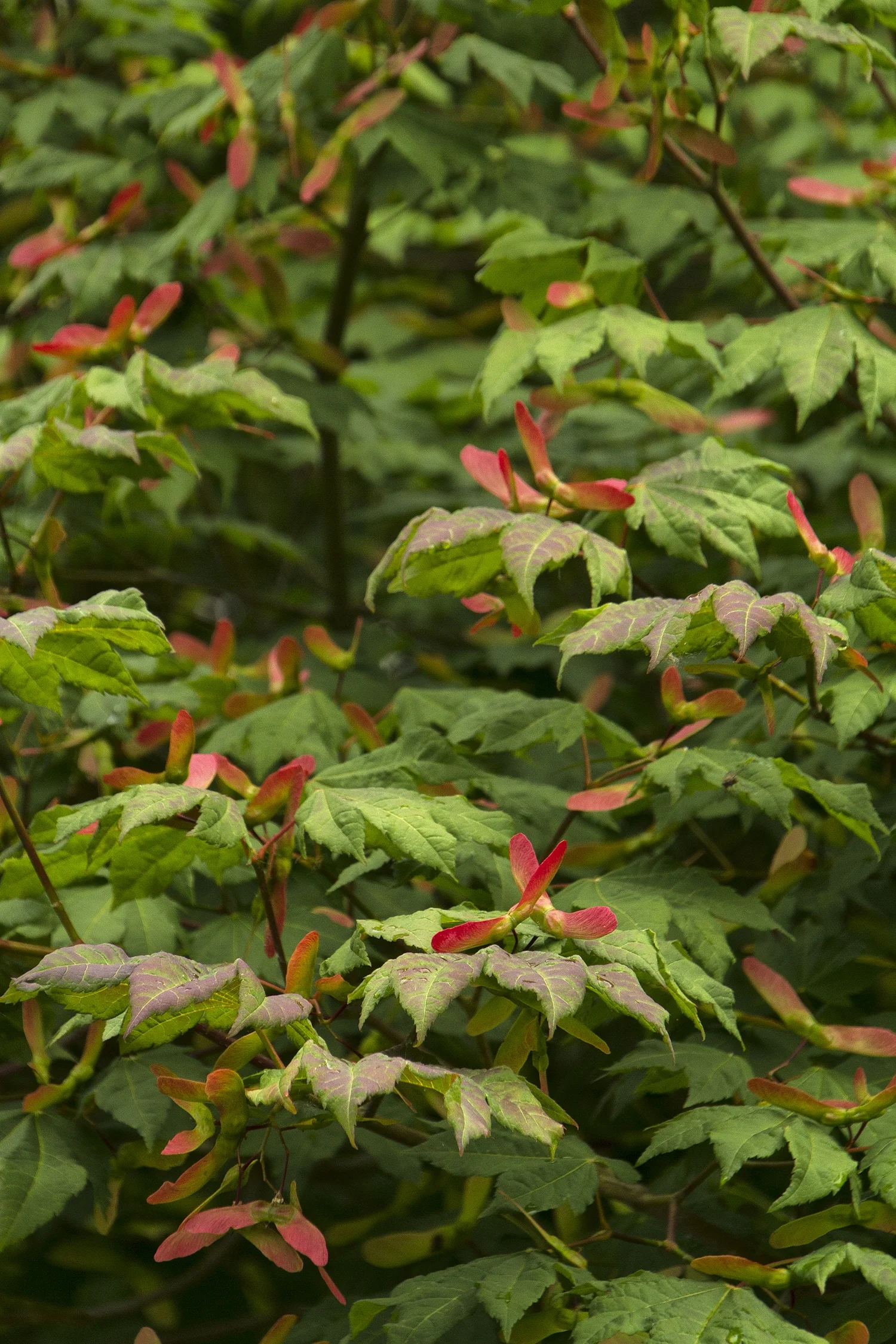 Vine Maple 2 Vine Maple