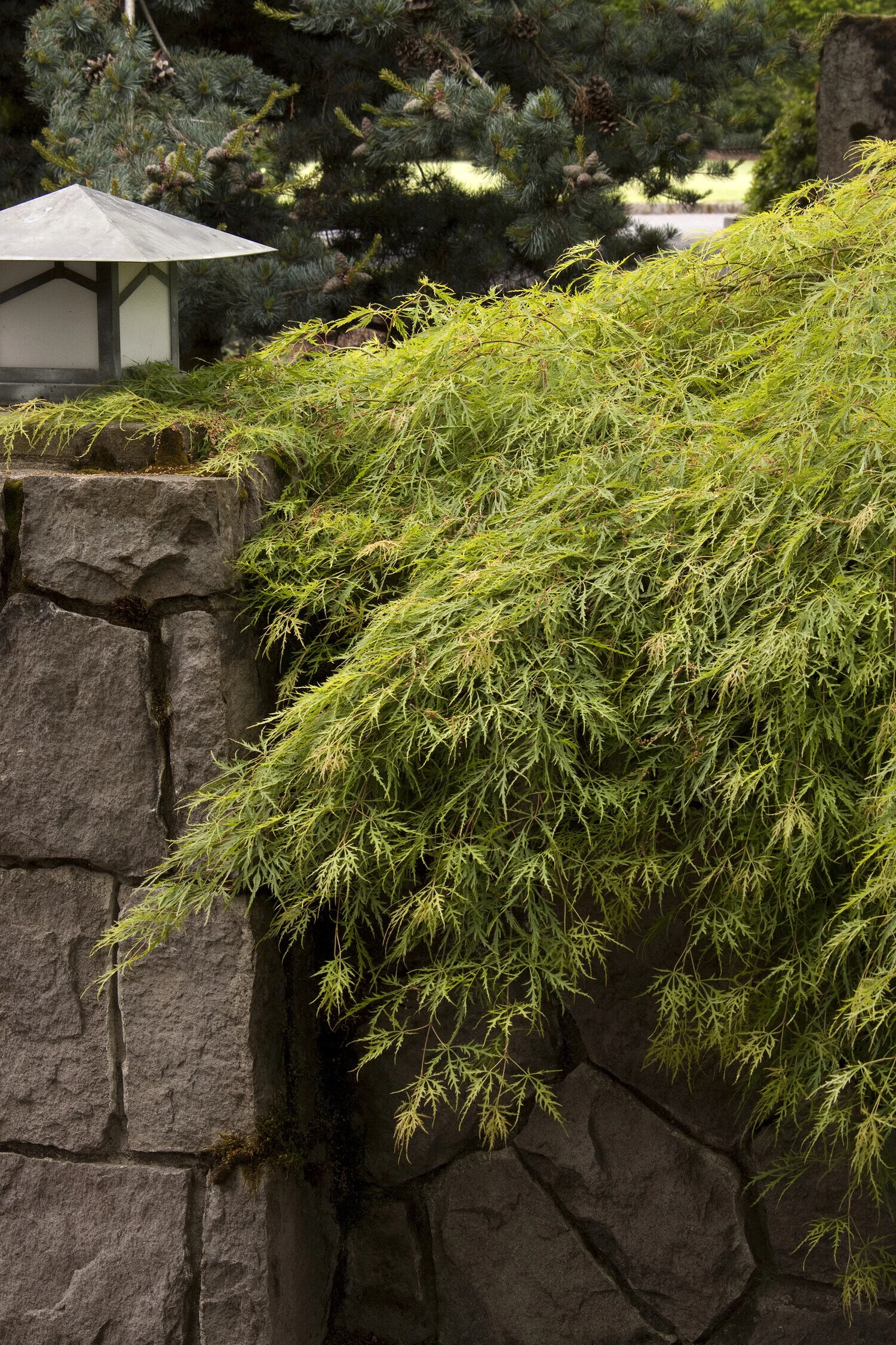 Waterfall Japanese Maple 2 Waterfall Japanese Maple