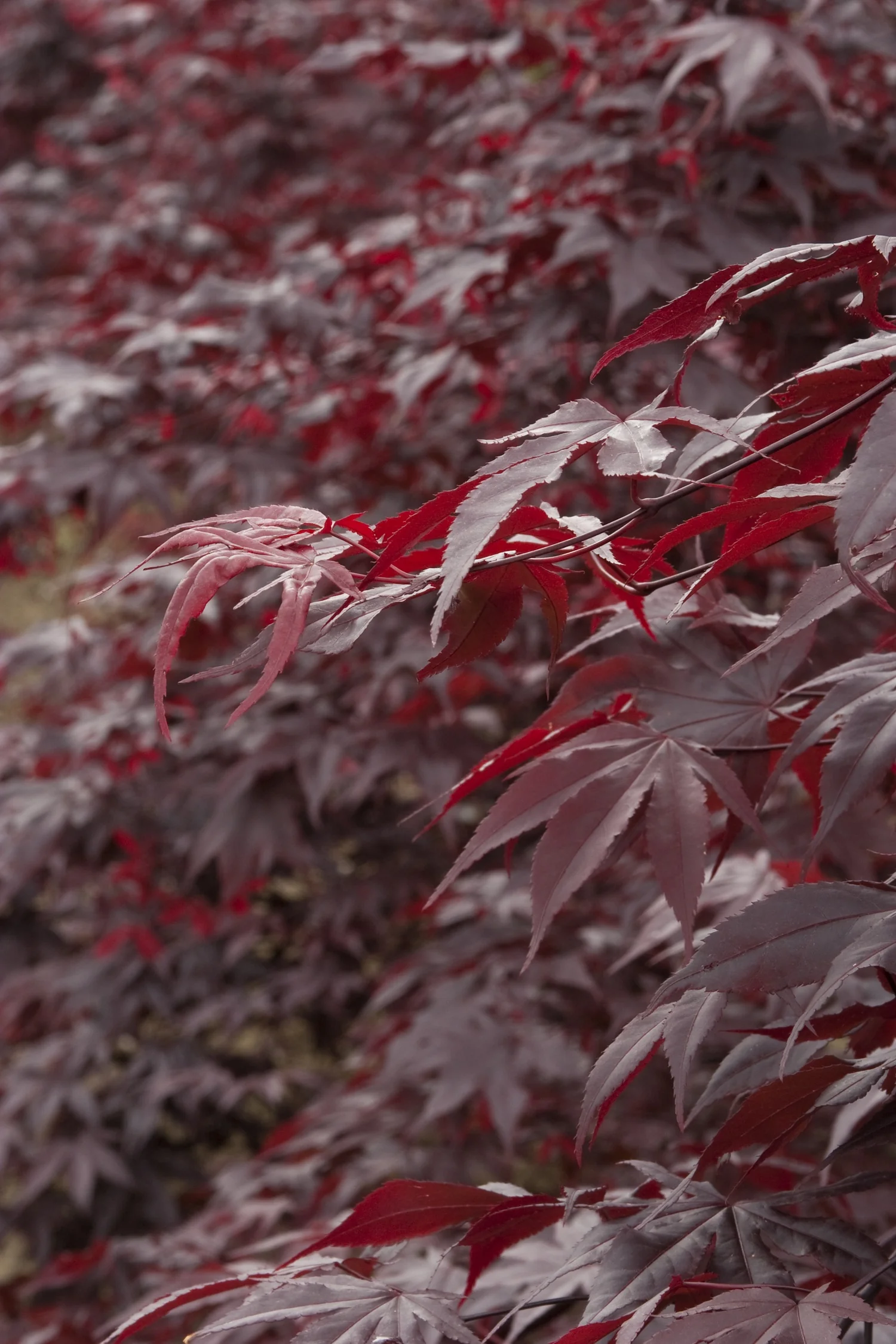 Oshio-Beni Japanese Maple 4 Oshio-Beni Japanese Maple
