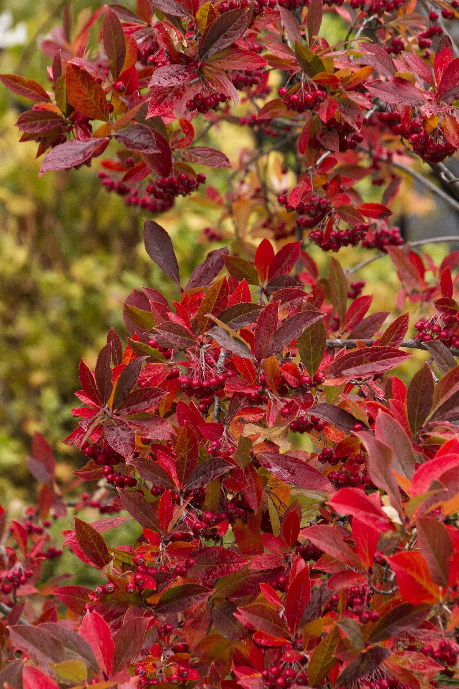 Brilliant Red Chokeberry 10 Brilliant Red Chokeberry