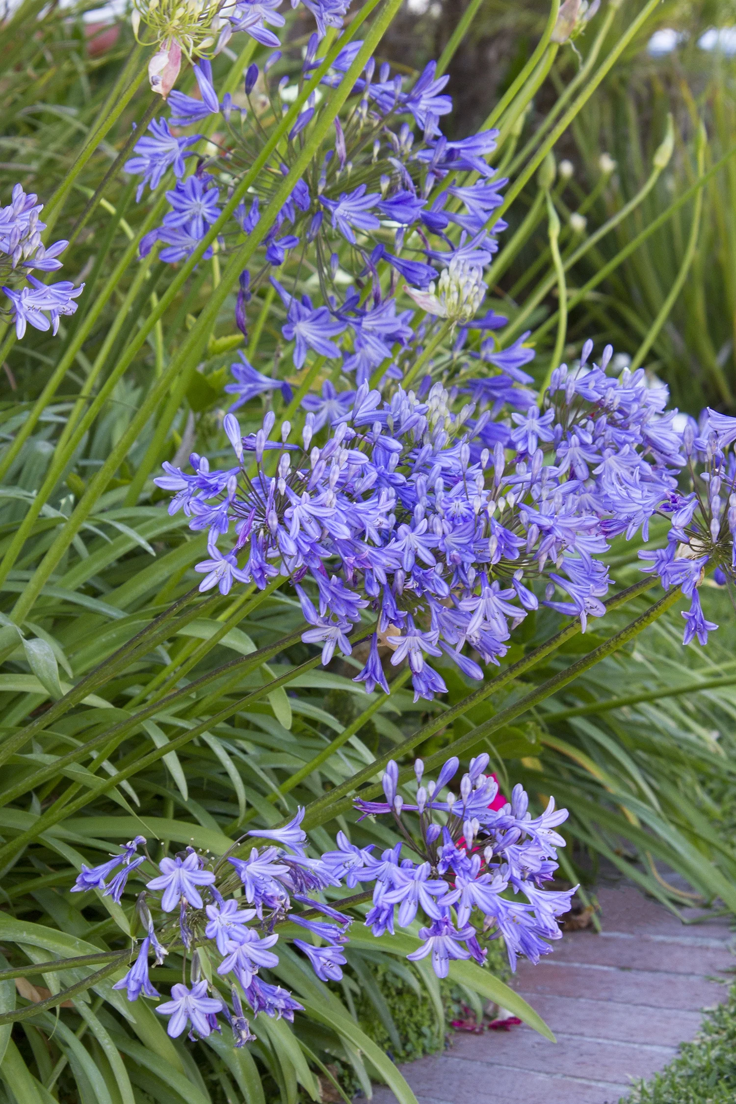 Queen Anne Agapanthus 7 Queen Anne Agapanthus