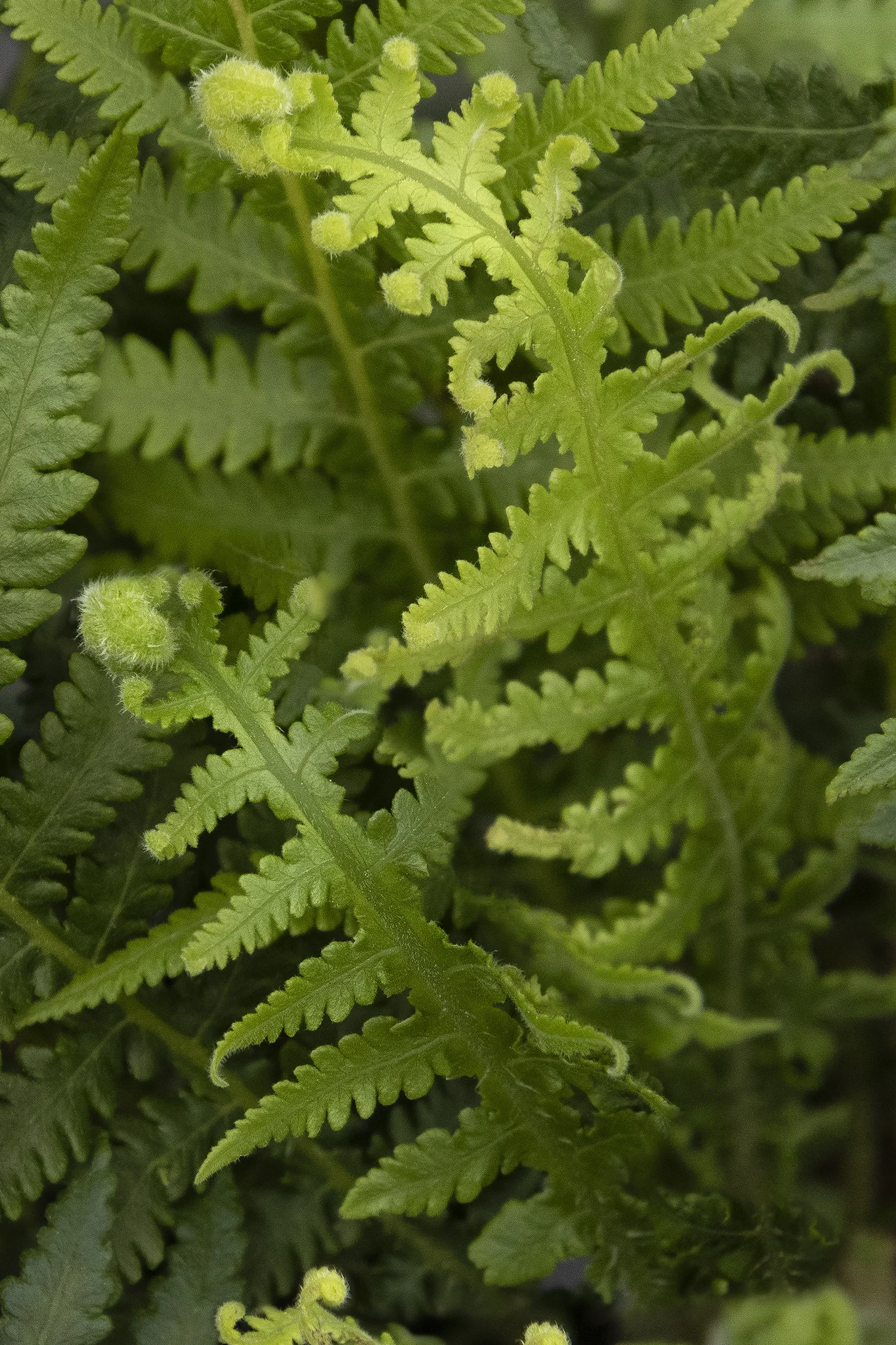 Japanese Beech Fern 6 Japanese Beech Fern
