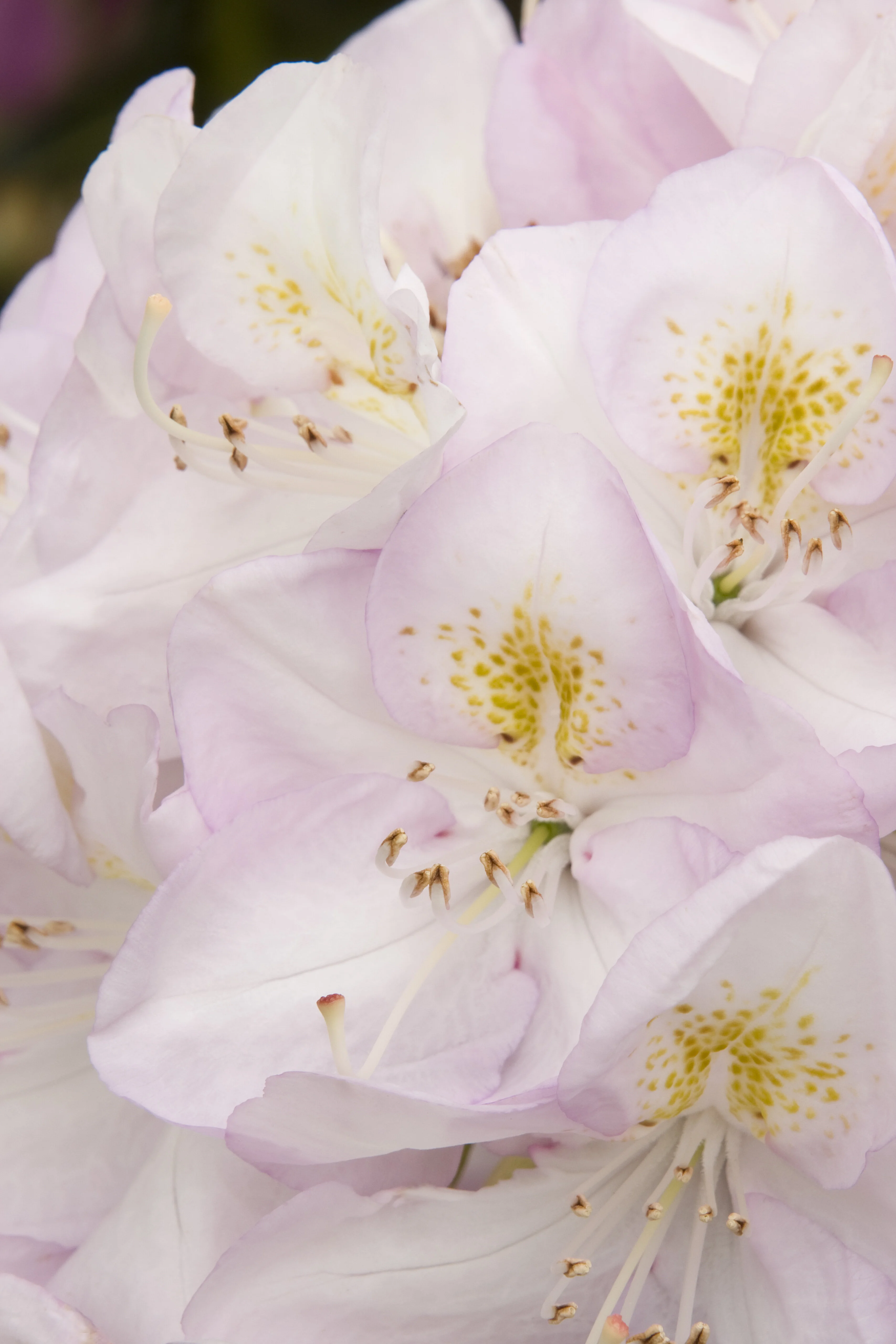 Gomer Waterer Rhododendron 9 Gomer Waterer Rhododendron