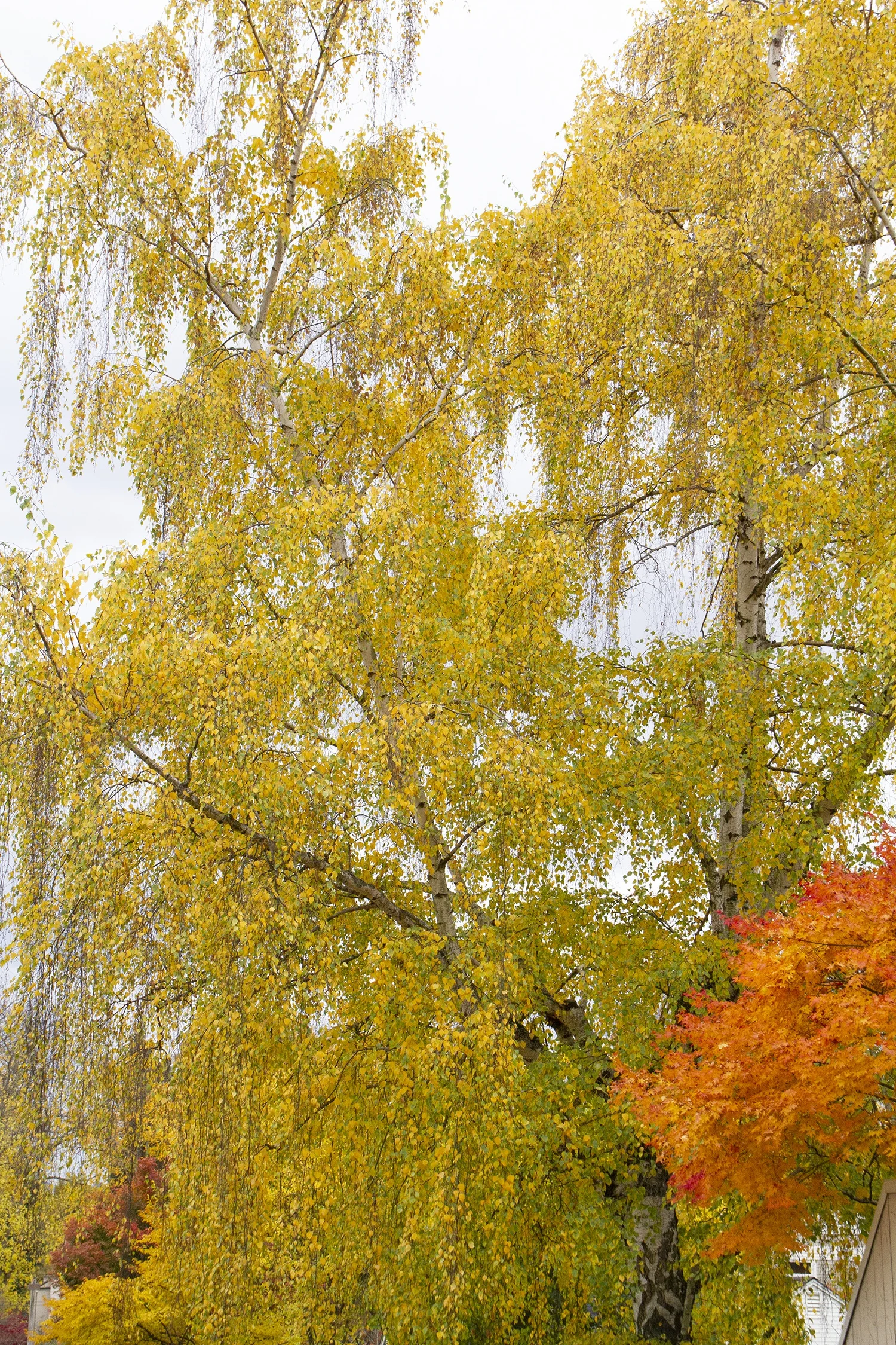 European White Birch 11 European White Birch