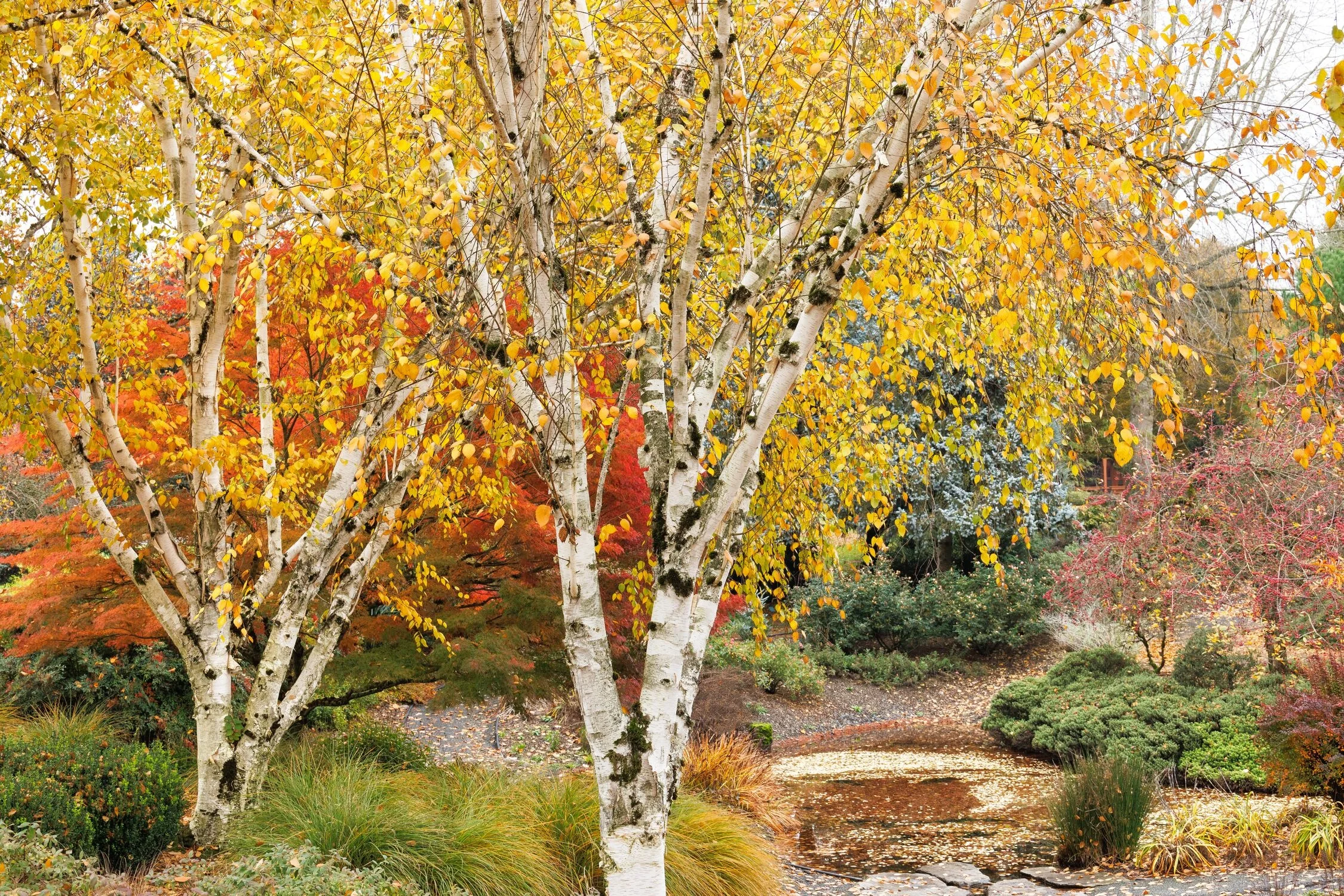 Whitebarked Himalayan Birch 1 Whitebarked Himalayan Birch