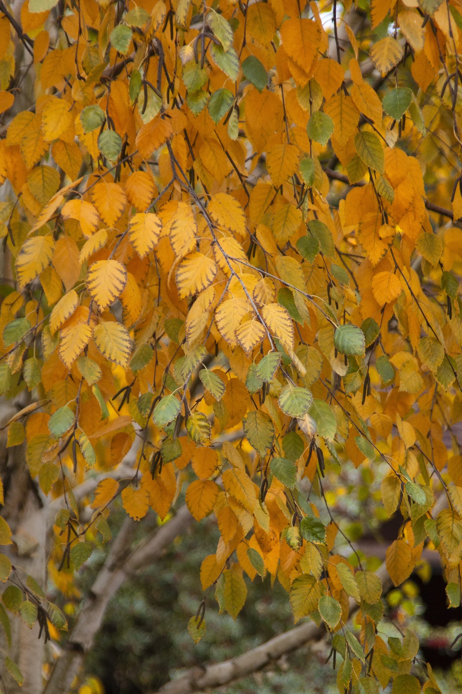 Whitebarked Himalayan Birch 2 Whitebarked Himalayan Birch