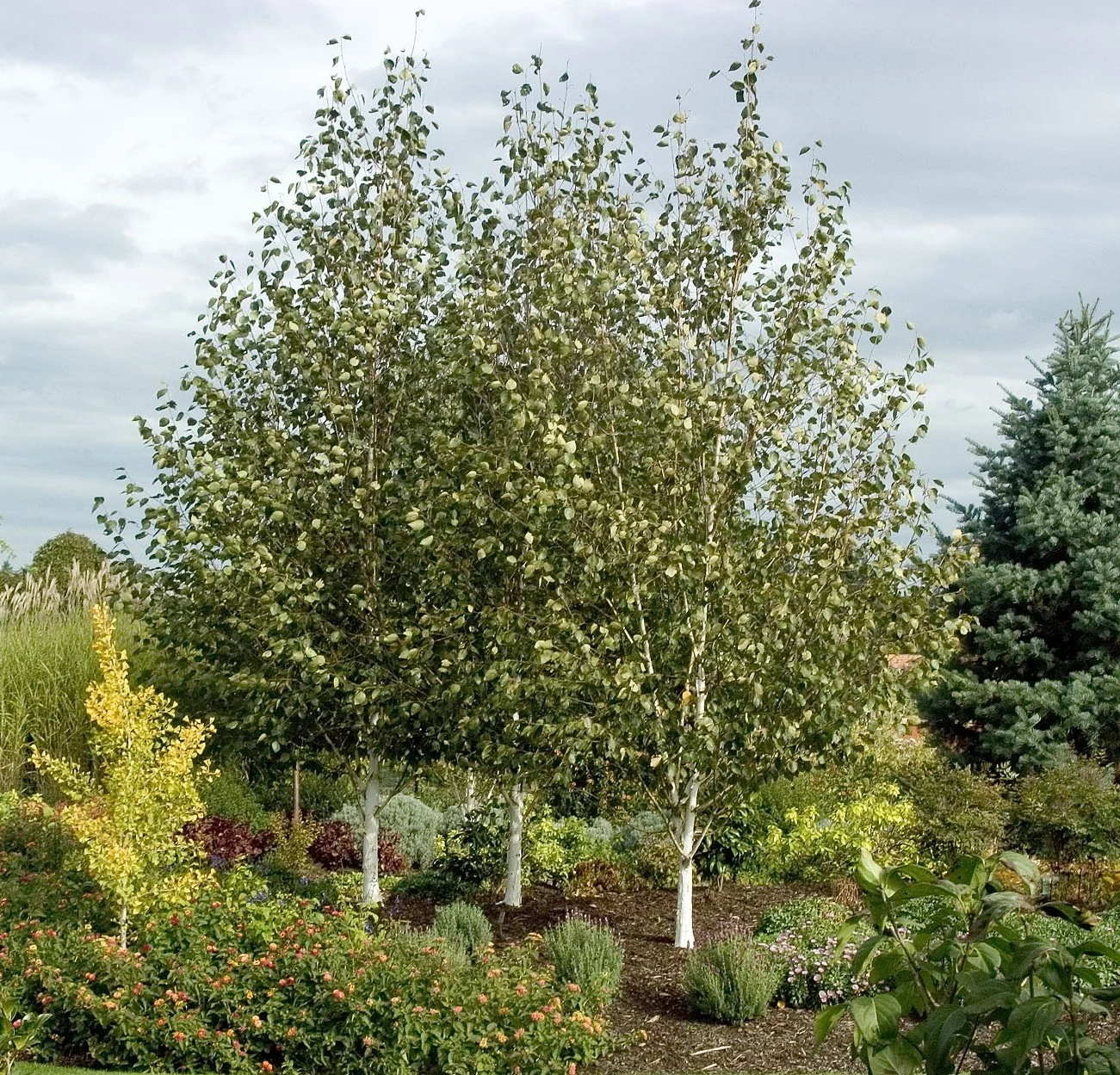 Whitebarked Himalayan Birch 3 Whitebarked Himalayan Birch
