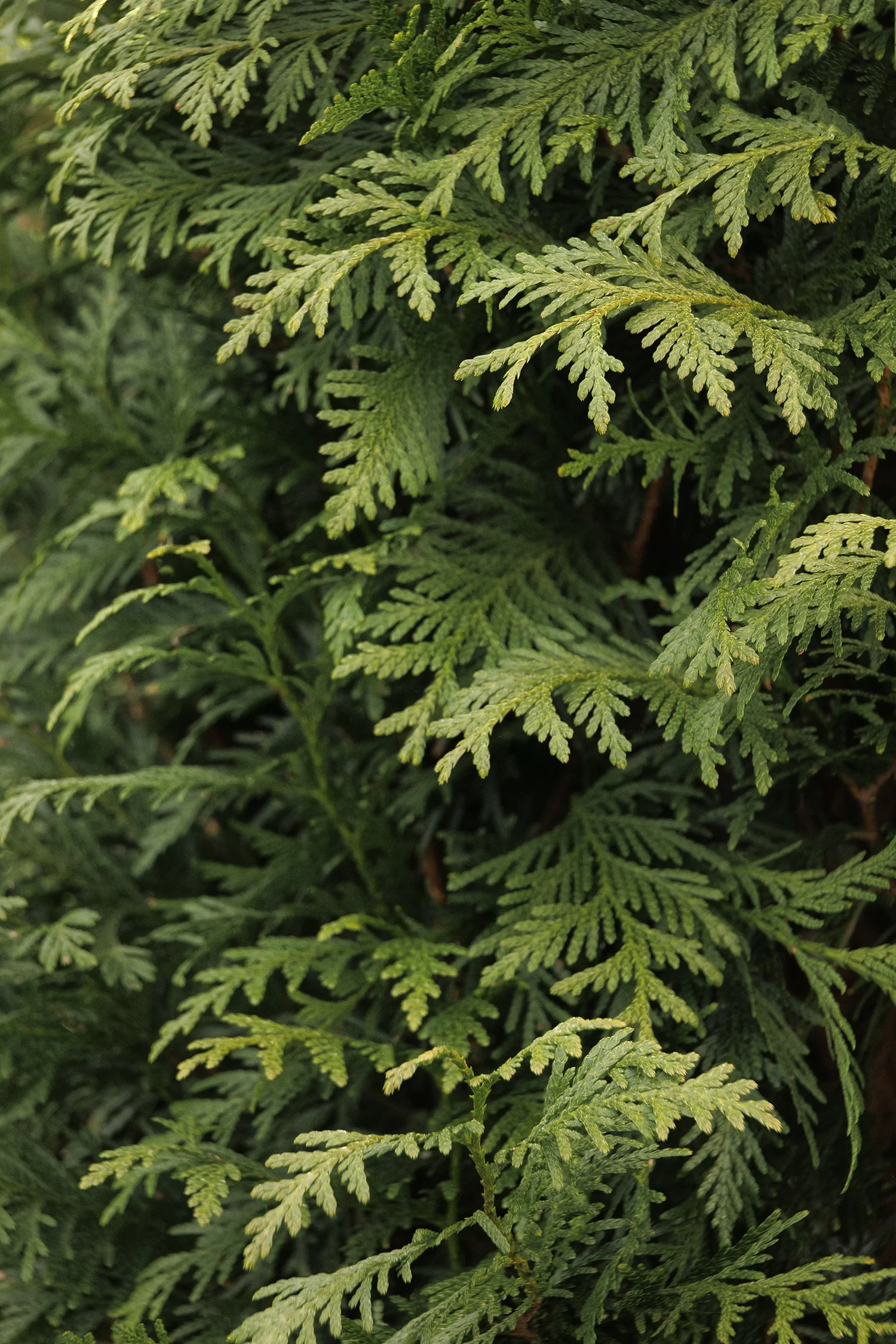 Green Giant Western Arborvitae