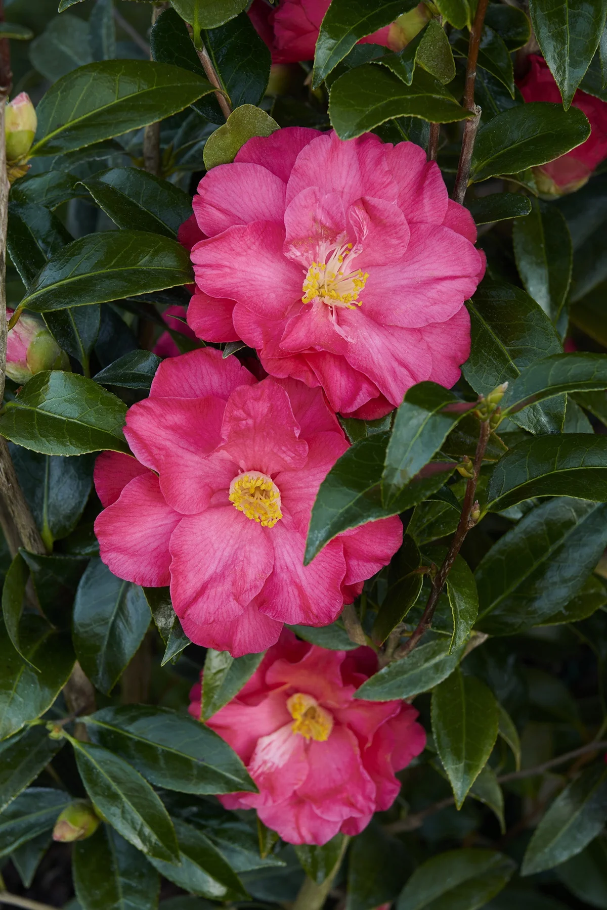 Coral Delight Camellia 1 Coral Delight Camellia
