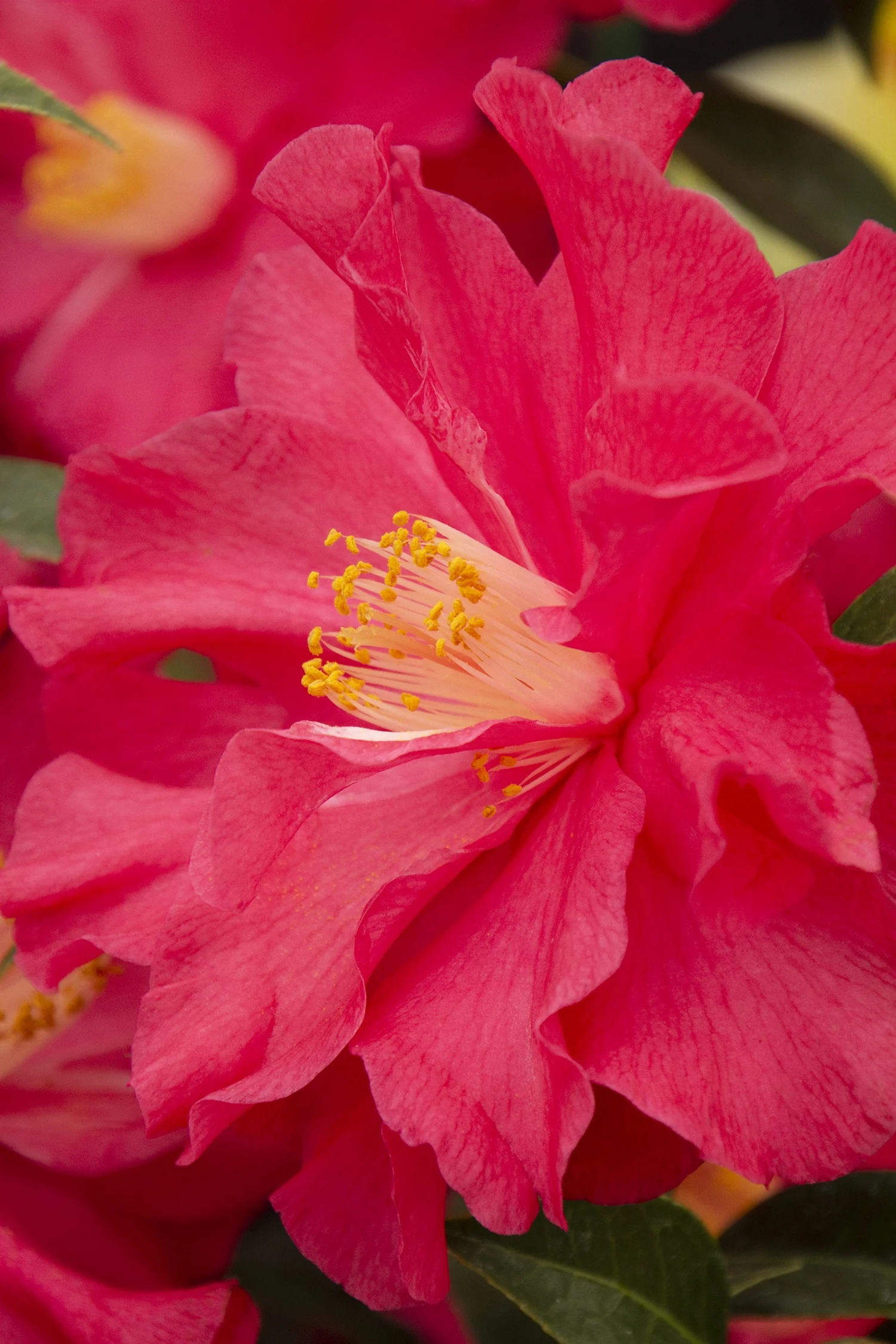 Coral Delight Camellia 2 Coral Delight Camellia