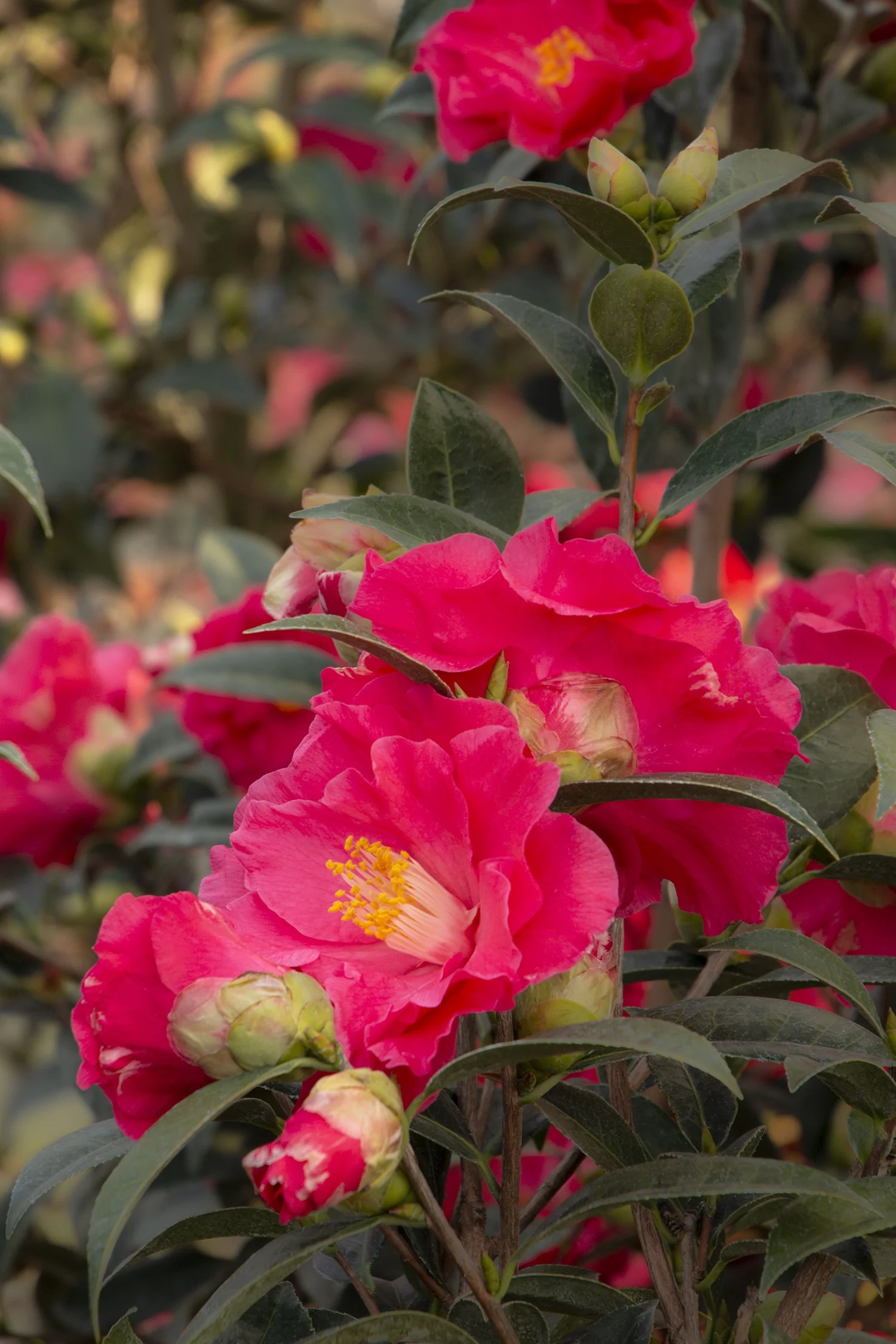 Coral Delight Camellia 3 Coral Delight Camellia