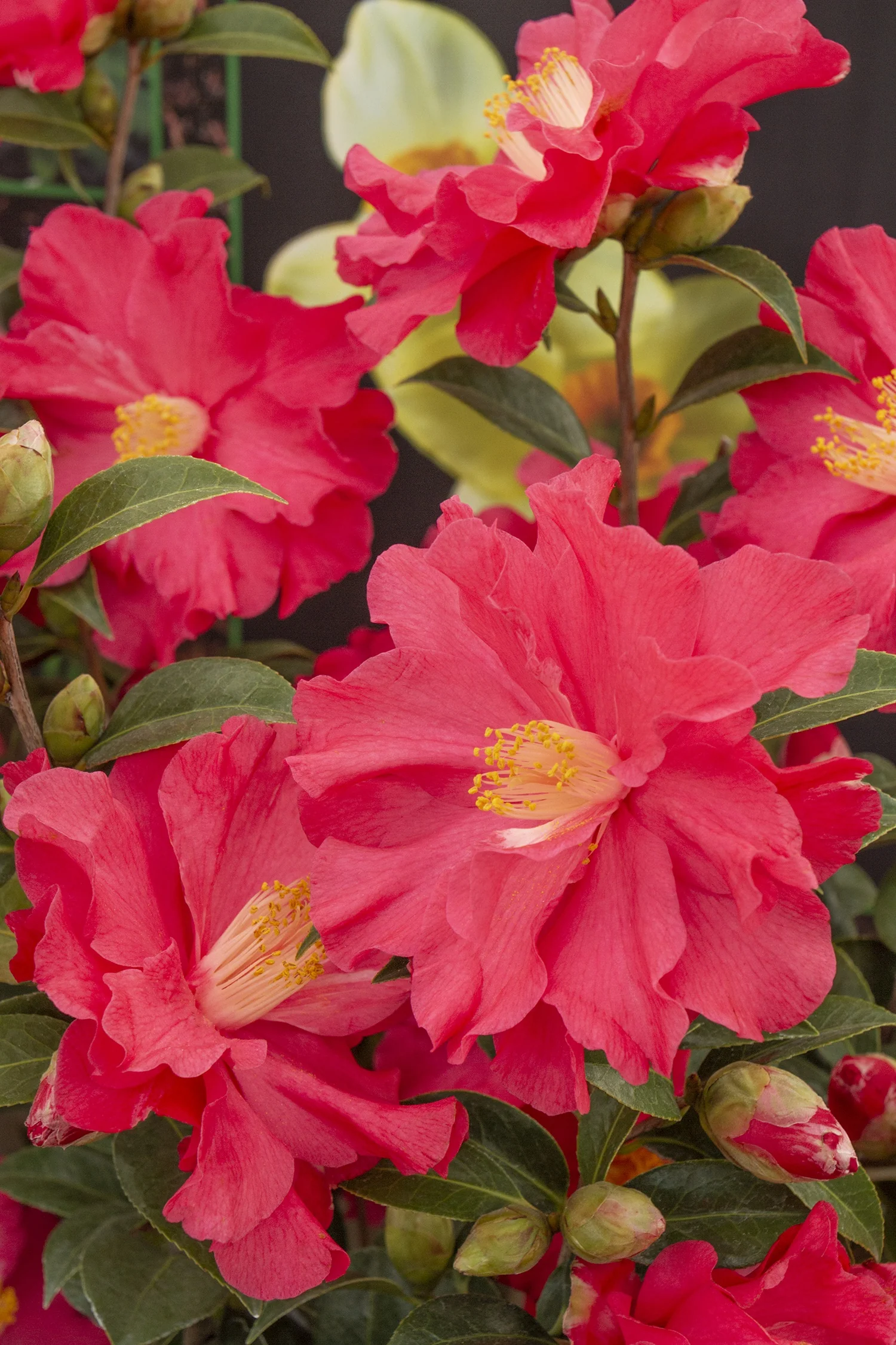 Coral Delight Camellia 4 Coral Delight Camellia